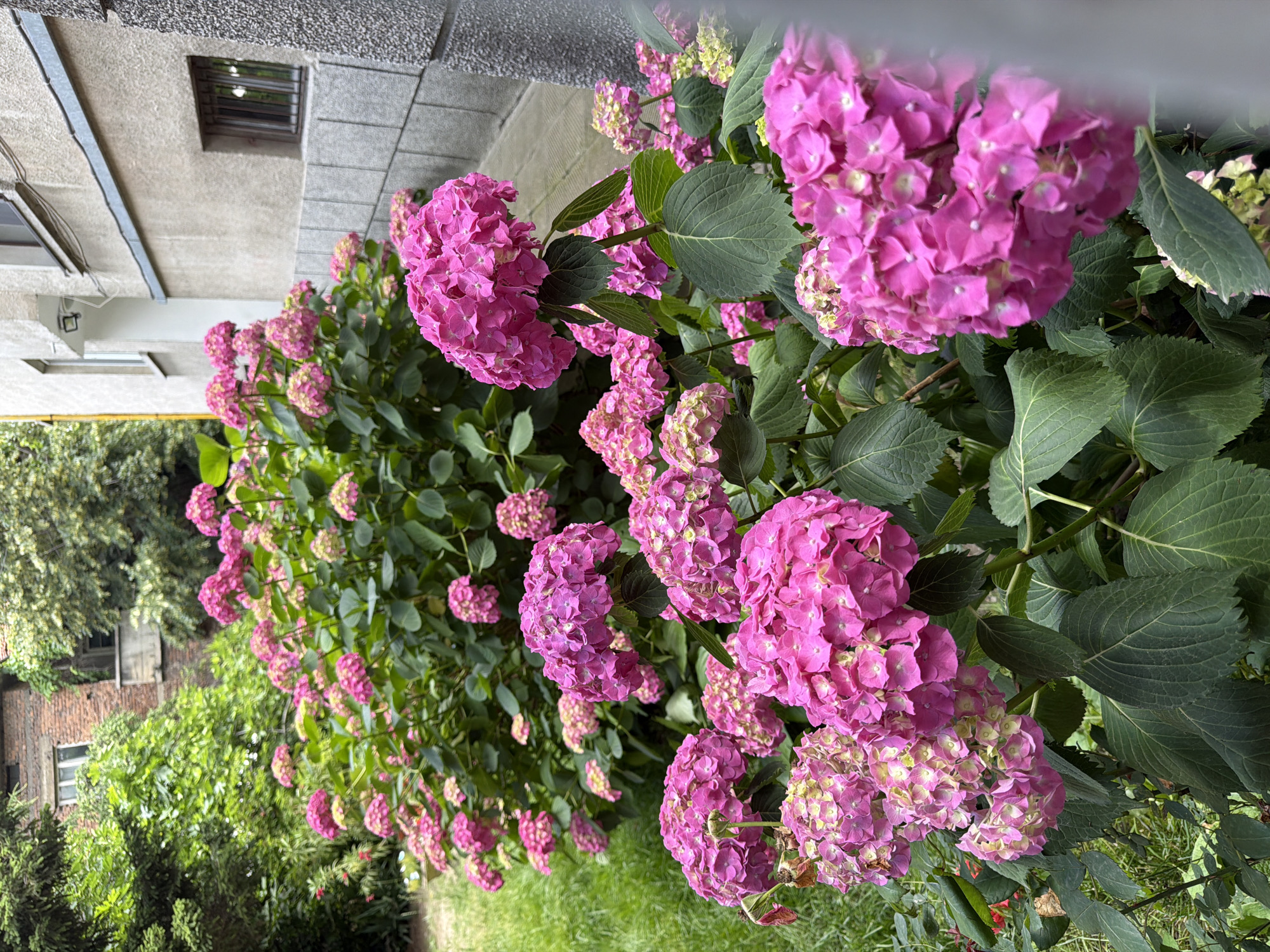 The image depicts a vibrant display of bright pink hydrangeas in full bloom, creating a lush floral border. The hydrangeas are densely packed, with large, rounded flower heads composed of numerous small, delicate florets. Their rich, saturated pink color stands out against the backdrop of deep green leaves. The flowers appear to be growing along the side of a building, suggested by the textured gray concrete wall visible on the right side of the frame. The building has a small, barred window and a light fixture near a door opening. To the left, a grassy area and the foliage of trees and an old brick building are visible, indicating an outdoor setting, likely a garden or courtyard. The overall impression is one of abundant natural beauty contrasting with the urban architecture. The location is Pazardzhik, Bulgaria, which is a city known for its green spaces and floral displays.