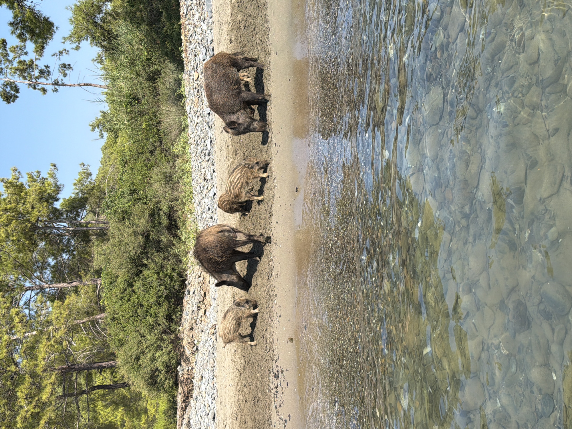 Four wild boars, one adult and three juveniles, are on a sandy beach in Kemer, Turkey. The adult boar is facing left, with its head down towards the sand. The three juveniles are clustered together to the left of the adult. The beach is composed of sand and small pebbles. Behind the beach, there is dense green vegetation and pine trees under a clear blue sky. The water in the foreground is shallow and clear, revealing the rocky seabed.