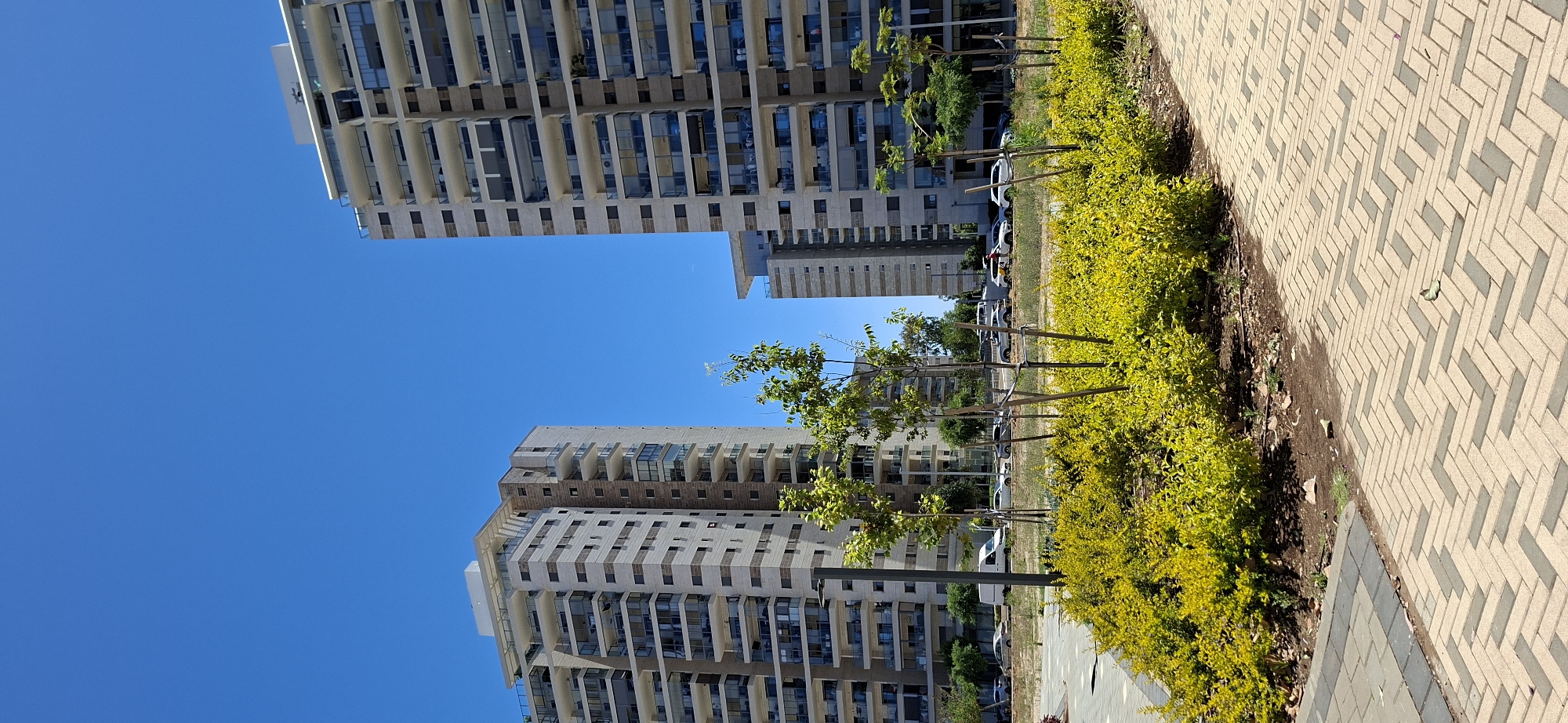 The image depicts a clear, sunny day in an urban setting, likely a residential area, with two modern, multi-story apartment buildings dominating the background. The buildings are characterized by their light-colored facades, numerous balconies, and contemporary architectural design. Between the buildings and in the foreground, a landscaped area features vibrant green bushes and young trees staked with poles, suggesting recent planting or maintenance. A paved walkway with a herringbone pattern of beige and gray bricks leads towards the viewer from the lower right corner. A street is visible behind the landscaping, with several cars and a white van parked along its side. The sky is a deep, cloudless blue.