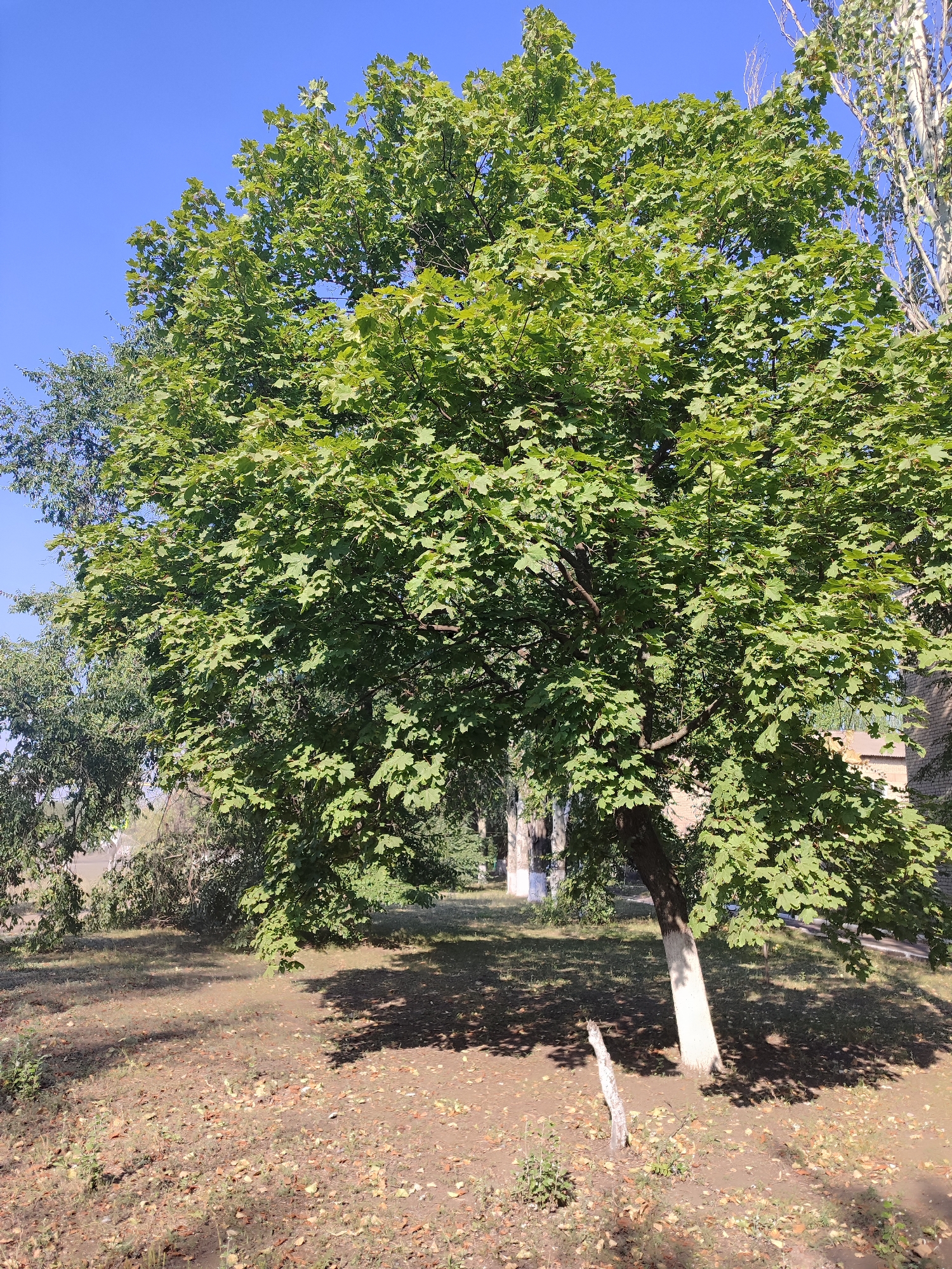 In an outdoor urban setting, a mature maple tree with vibrant green foliage dominates the frame, casting dappled shadows on the dry, leaf-strewn ground. The tree's trunk is partially whitewashed for protection. Behind the maple, a brick building with visible windows is partially obscured by the tree's canopy. The sky above is a clear, bright blue. The scene appears to be a park or yard area within the city of Unknown, Unknown. There are no people or animals visible in the image.