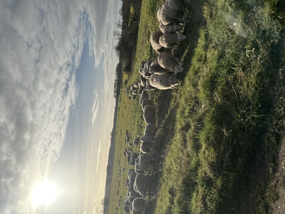 The scene depicts a rural agricultural landscape within the Breckland District, United Kingdom. A large flock of approximately 70-100 sheep, predominantly with light-colored wool, occupies a verdant field under a partly cloudy sky. The sheep are actively grazing on a field planted with a green leafy crop, consistent with kale or turnips. A low, multi-strand wire fence, likely temporary, extends horizontally across the field, dividing the flock into two main sections; a smaller group in the immediate foreground and a larger concentration extending towards the middle ground. Several sheep in the foreground are observed with their heads lowered, engaged in feeding. A dense line of deciduous trees forms the distant horizon on both the left and right sides of the image. The sun, bright and low in the sky, is positioned on the upper left, casting long shadows across the field.