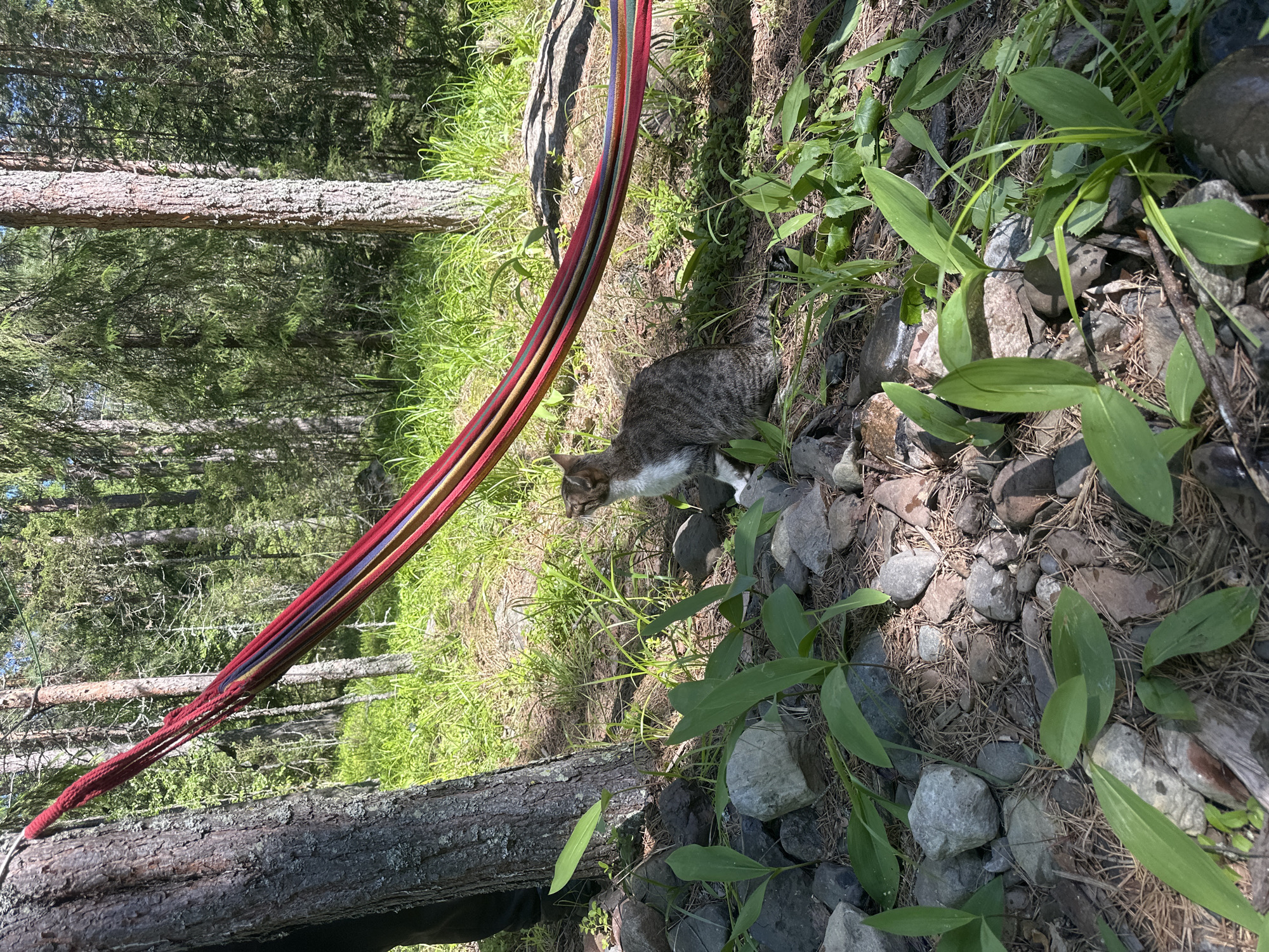 A tabby cat with white markings sits on a rocky, pine-needle-covered forest floor in Soanlakhti, Russia, next to a tree. A colorful hammock is strung between two trees, extending across the scene. Green foliage and tall trees surround the area, indicating a natural, outdoor environment. Sunlight filters through the trees, creating dappled shadows on the ground. The cat is looking towards the left of the frame.
