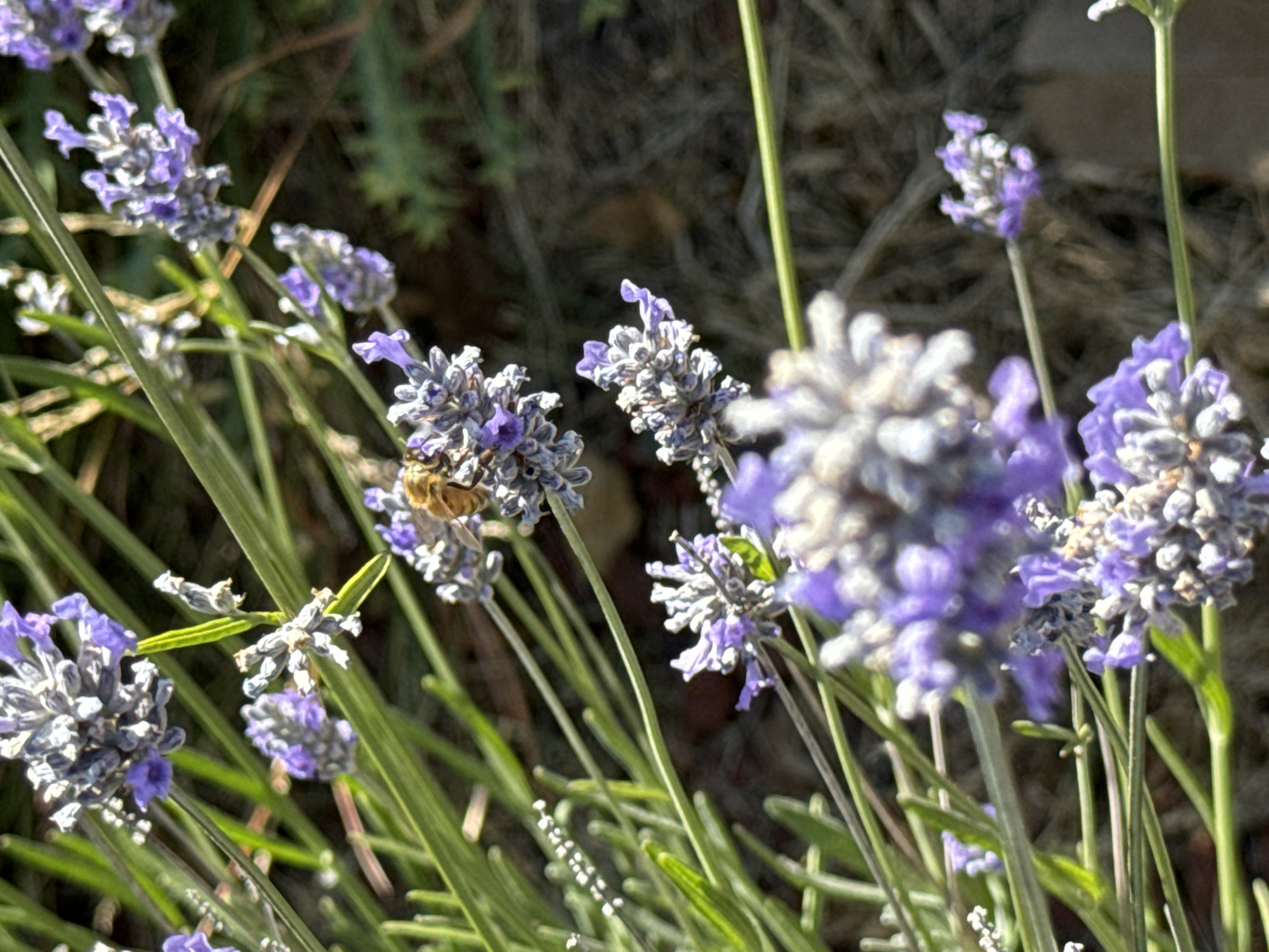 A bee is actively pollinating lavender flowers in this close-up shot. The bee, with its striped abdomen, is perched on a cluster of small purple florets, its body angled as it collects nectar. The lavender stalks are a vibrant green, some bearing more fully bloomed flowers and others with buds. The background is softly blurred, with hints of dry earth and foliage, suggesting an outdoor setting. The lighting appears to be natural daylight, casting soft shadows and highlighting the textures of the flowers and the bee's fuzzy body. The overall impression is one of a peaceful, natural scene. The image was captured in San Mateo, United States of America. There is no visible text in the image.