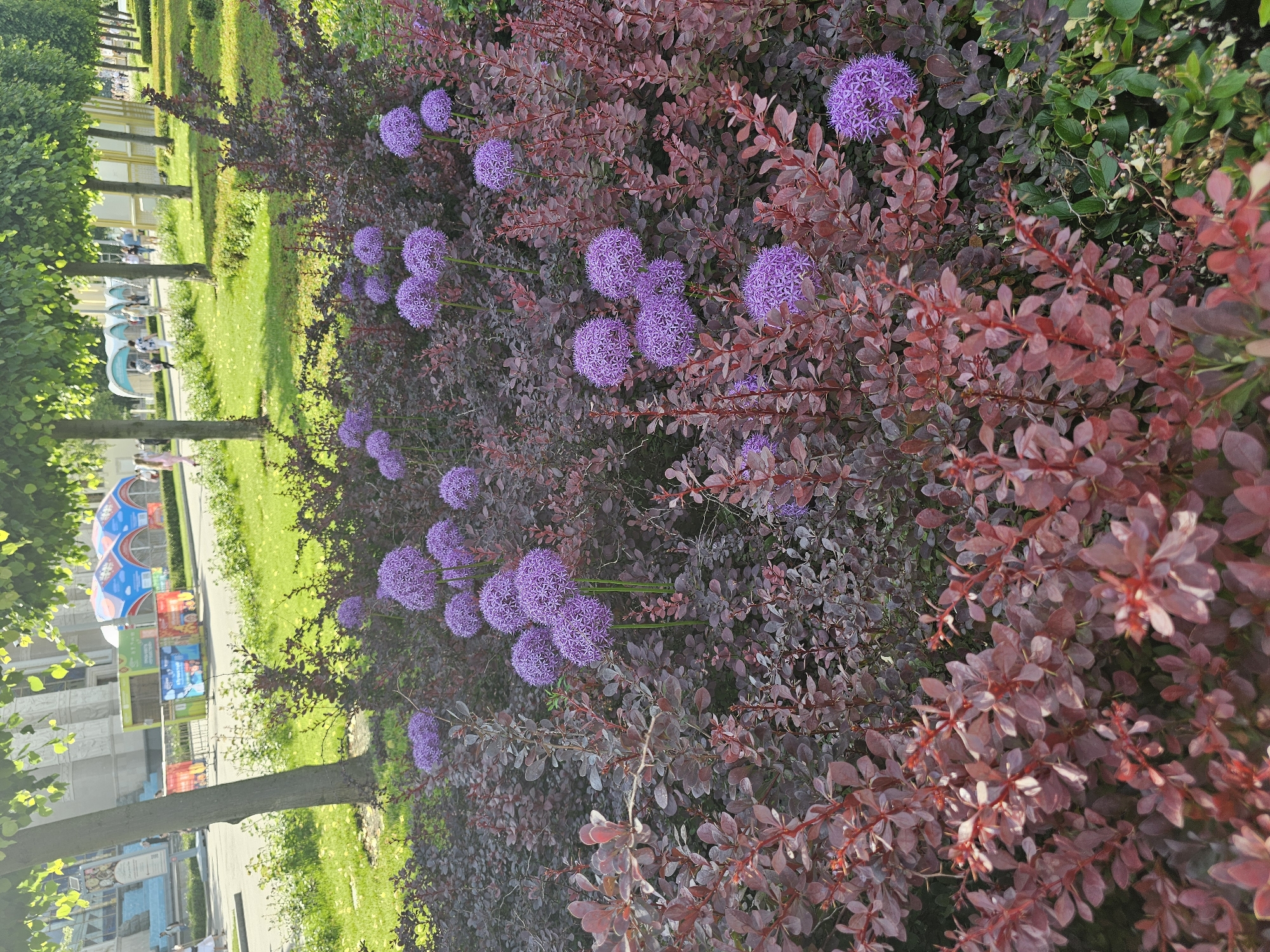 This image depicts a detailed view of a public garden area within the Exhibition of Achievements of National Economy (VDNKh) in Moscow, Russia, with architectural elements characteristic of the site, possibly near Pavilion 34 "Cosmos."
In the immediate foreground and midground, a dense planting of shrubs with deep reddish-purple foliage, consistent with Berberis thunbergii 'Atropurpurea' (Japanese Barberry), dominates the lower half of the frame. Interspersed among these shrubs are numerous spherical, vibrant purple flower heads, identified as Allium giganteum (Giant Allium), standing on upright stalks. A small patch of green foliage is visible at the bottom right.
In the midground, beyond the flowerbed, a paved pathway or road curves gently from the lower left towards the upper right. Several individuals, indistinct in detail but appearing casually dressed, are observed walking on this pathway. To the right of the path, a uniform row of mature deciduous trees with full green canopies extends into the distance, lining the thoroughfare.
The background on the left reveals a large, architecturally distinct building with light-colored walls and prominent light blue details, possibly on its roof or decorative elements. This structure exhibits a grand, classical style. Towards the center-right background, several colorful, arch-like structures are visible, suggesting temporary installations or a recreational zone. The sky above is bright and clear, indicating sunny weather. The overall scene is well-lit, with shadows suggesting a strong sun position, likely indicating late spring or early summer.
