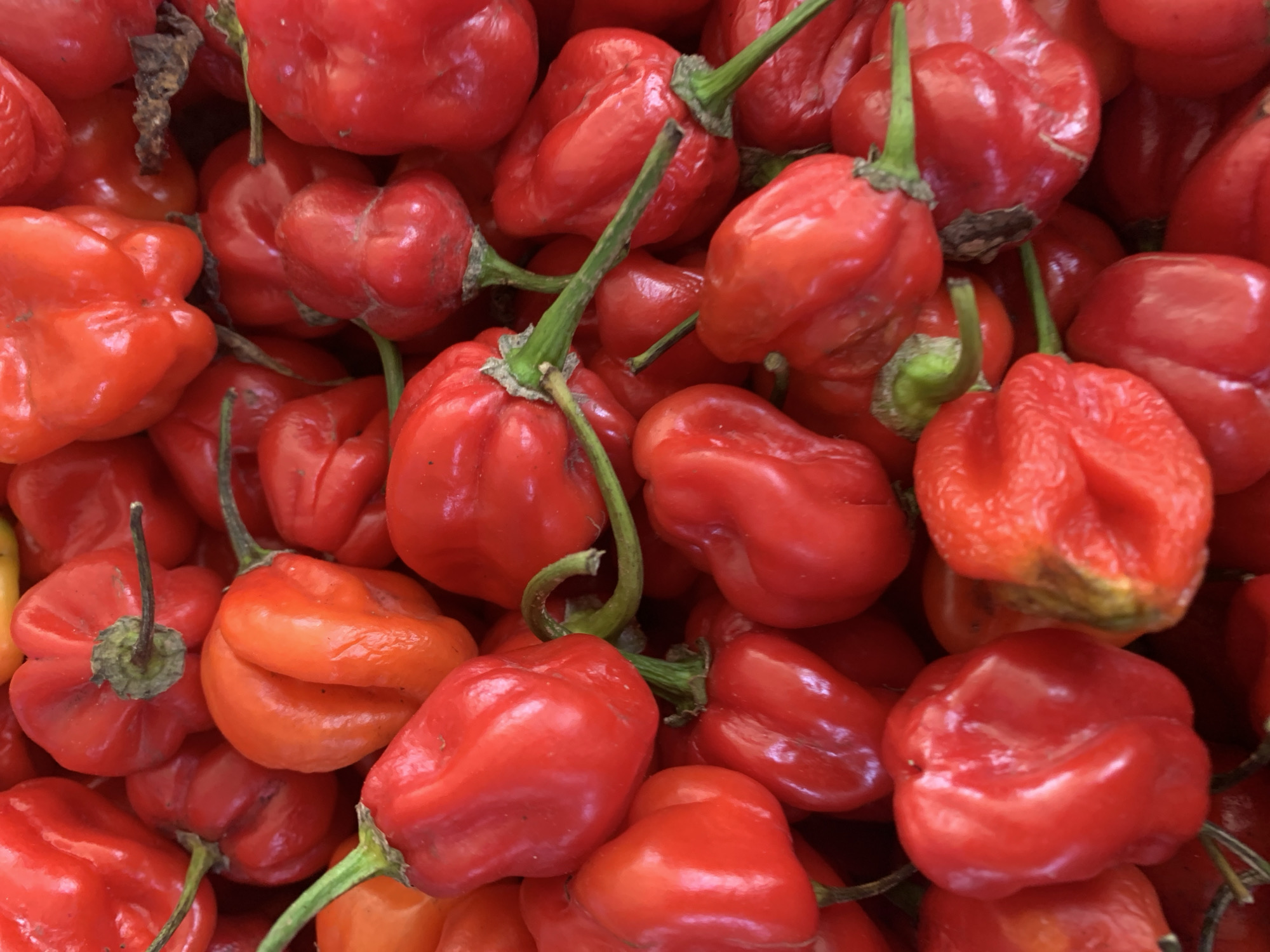 A pile of bright red habanero peppers is shown in a close-up, top-down shot. The peppers are mostly round with distinctive lobes and wrinkles, and some have green stems attached. The lighting creates highlights and shadows, emphasizing the textured surfaces of the peppers. The arrangement suggests they are fresh and have been recently harvested.