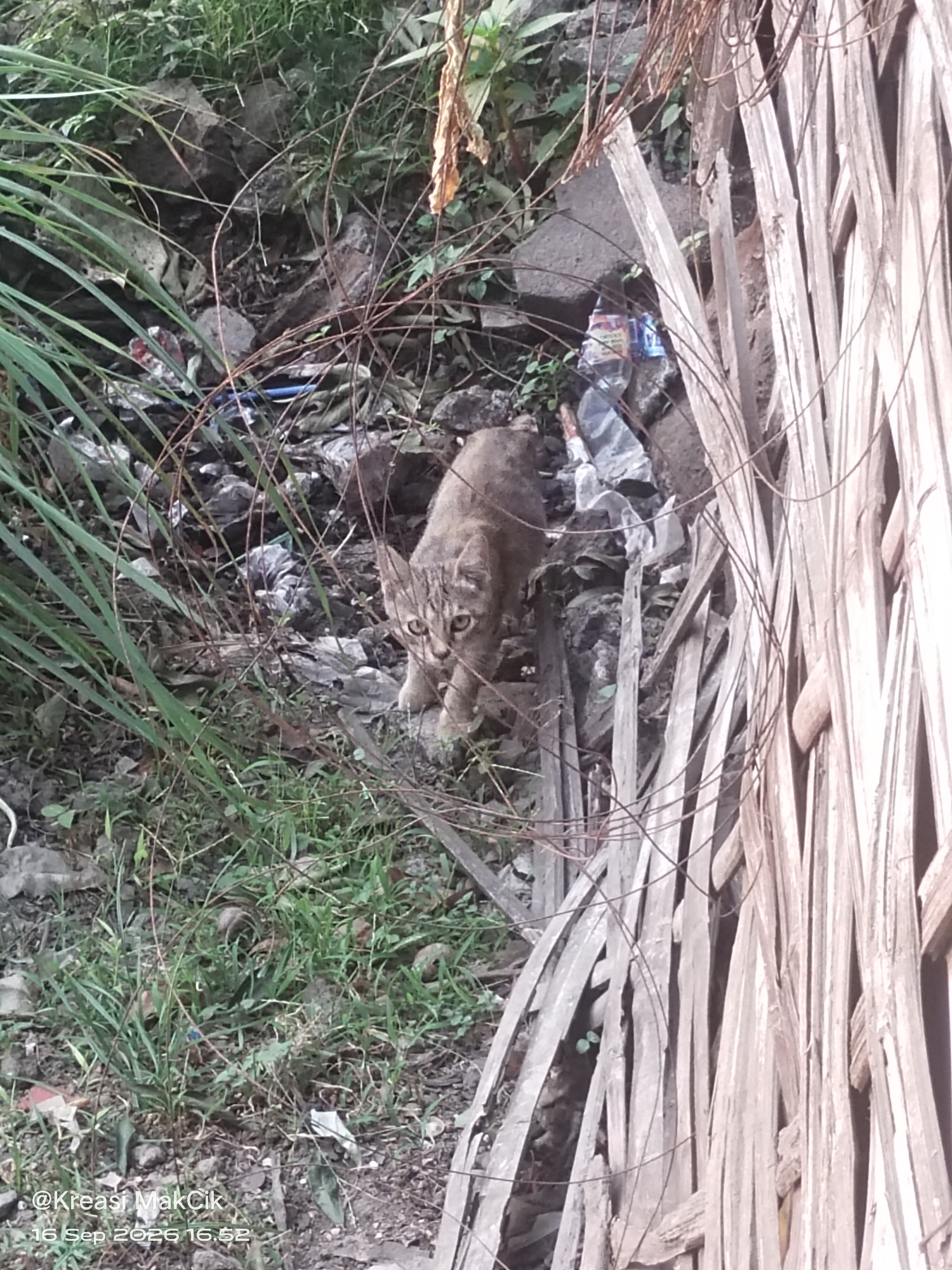 A cat is sitting on the ground amidst debris and vegetation. The cat is a tabby with stripes on its face and body. It is looking directly at the camera with wide eyes. The ground is covered with leaves, twigs, and trash, including plastic bottles and bags. There are also some green plants growing around the debris. In the background, there is a wooden fence made of vertical slats. The scene appears to be in an outdoor area, possibly a backyard or an alley. The image was taken on September 16, 2026, at 16:52, with the location tagged as Sambungrejo, Indonesia.