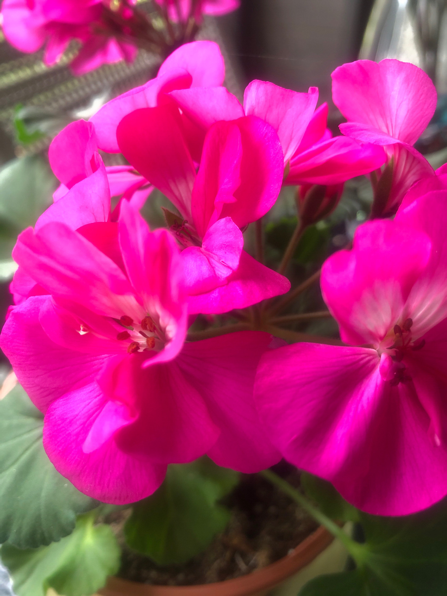 The image displays a close-up view of vibrant pink geranium flowers in full bloom. Several individual blossoms are visible, with their delicate petals unfurled and overlapping. The center of the flowers reveals reddish-brown stamens and pistils. Lush green leaves are interspersed among the flowers, providing a natural backdrop. The flowers are housed in a brown pot, the rim of which is partially visible at the bottom of the frame. The background is softly blurred, suggesting an outdoor setting or a bright indoor location. The scene is entirely devoid of human presence, and no actions or interactions are depicted. The image does not contain any information related to the city of Arfa, Russia.