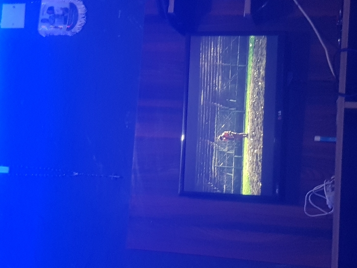 A horizontal image displays a television mounted on a dark wood wall. The TV screen shows a person lying down in what appears to be a grassy area next to a chain-link fence. The screen has vertical lines, potentially indicating damage or interference. The room is illuminated with a strong blue light, obscuring details. Cords and other objects are visible near the right side of the TV.