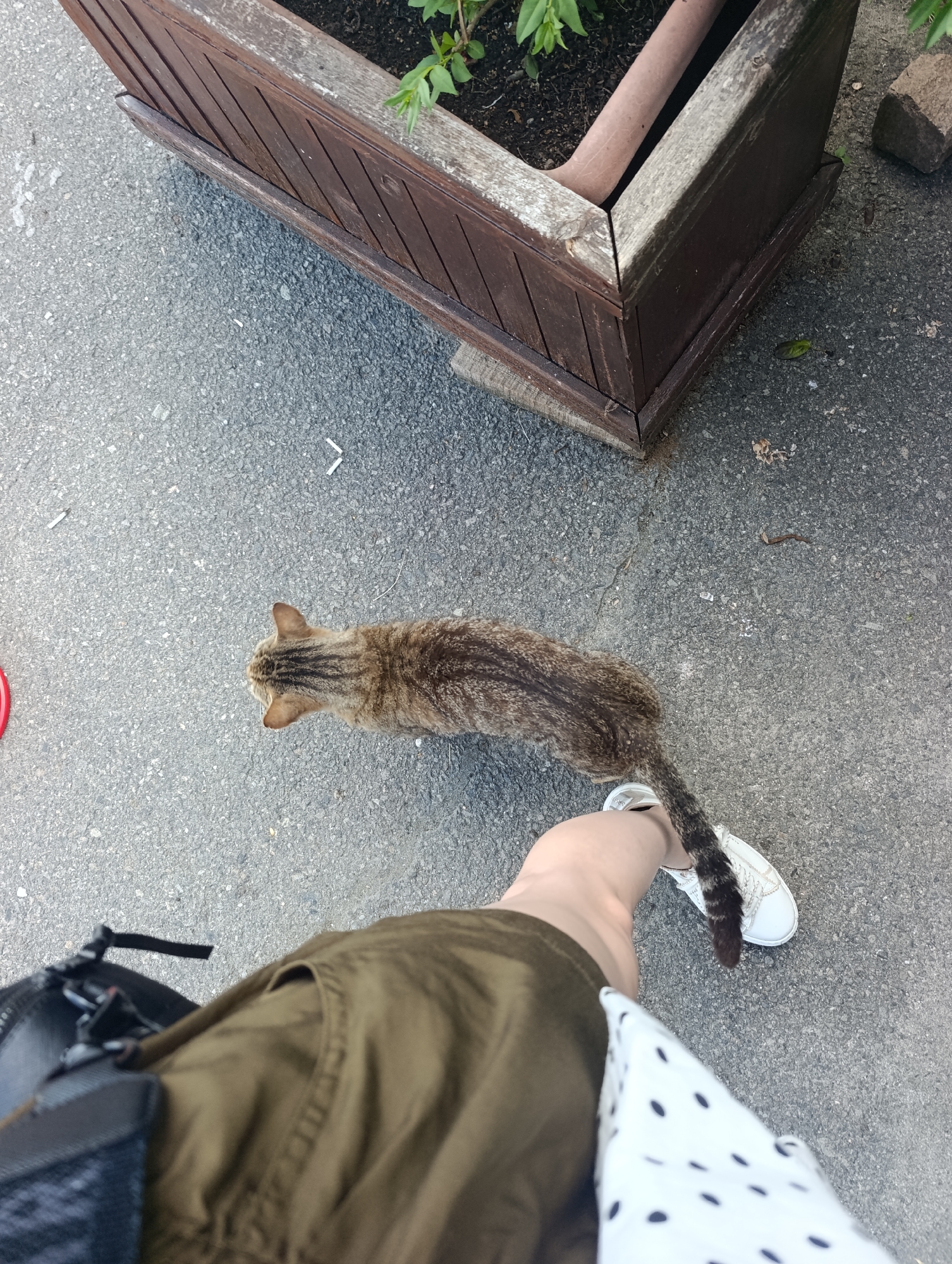 This image, captured in Burgas, Bulgaria, presents an overhead perspective of an outdoor urban environment. A domestic tabby cat, exhibiting brown and black striped fur, is positioned on a grey asphalt surface, moving towards the upper left. Its striped tail rests against the white sneaker on the right foot of a partially visible individual. The individual is wearing olive green shorts and a white garment with dark polka dots. A black bag is partially visible near the person's left leg. In the upper portion of the frame, a weathered dark brown wooden planter containing green foliage is present. The asphalt ground features several scattered white cigarette butts and a small brown twig.