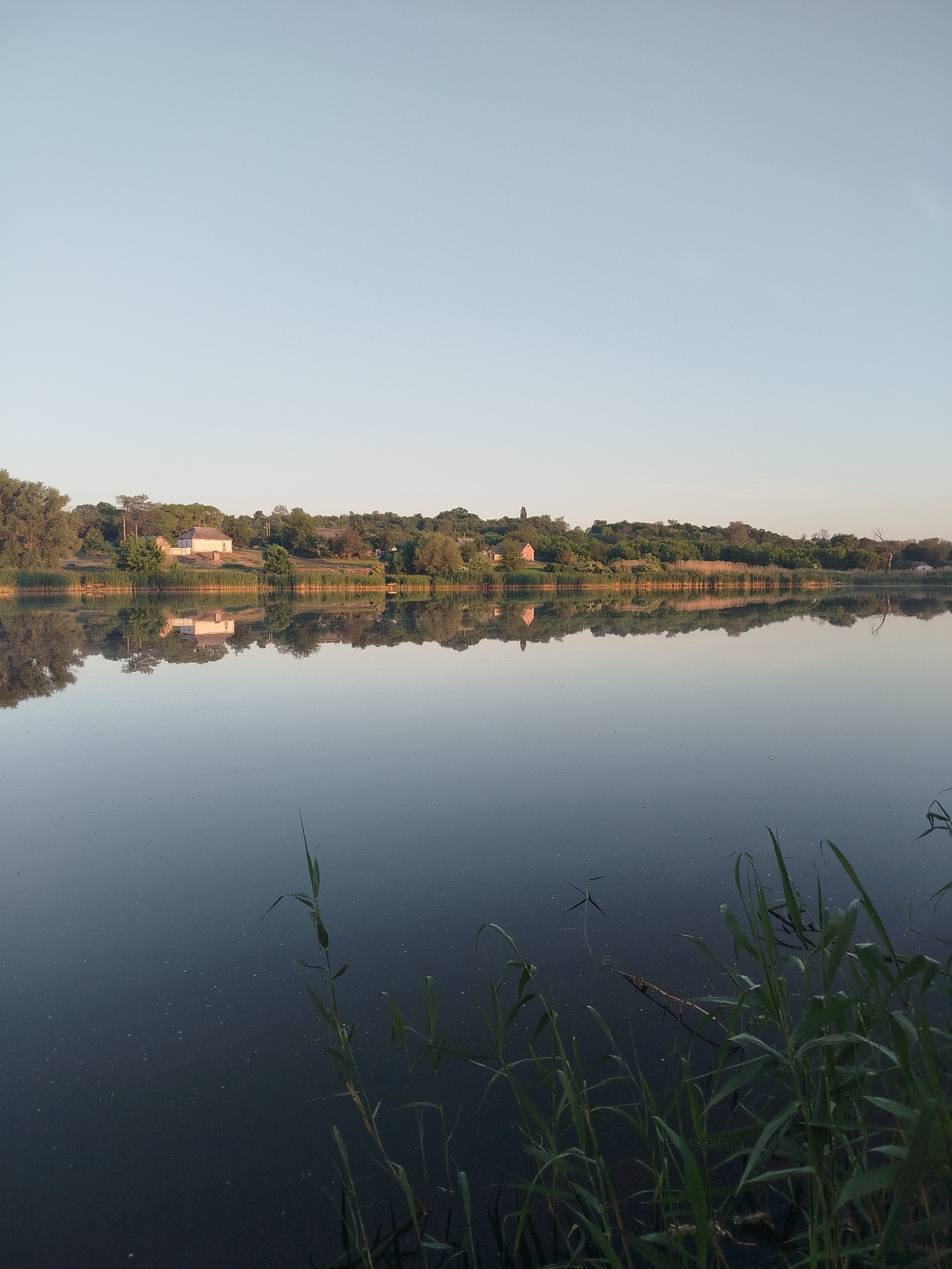 The image captures a serene landscape in Ustyvytsia, Ukraine, featuring a wide body of still water reflecting the sky and a distant treelined bank. The upper third of the frame consists of a clear, pale blue sky, transitioning to a soft, warm, very light yellow-orange hue near the horizon, indicative of a low sun angle. The middle section shows the distant bank, densely covered with varied green deciduous and coniferous trees and a prominent band of tall, golden-green reeds directly bordering the water. Visible among the trees are several structures: a distinct light-colored house with a dark roof is centrally located on the left side of the bank, and other smaller, possibly red-roofed buildings are discernible further right within the foliage. The lower two-thirds of the image depict the calm water, which acts as a near-perfect mirror, reflecting the sky and the entire distant bank, including the trees, reeds, and buildings, with notable clarity. The water surface itself is a deep blue-grey, with numerous tiny white specks, possibly floating organic matter or debris, scattered across its surface. In the immediate foreground, towards the bottom right, several stalks of green aquatic vegetation, resembling reeds or grasses, emerge from and extend slightly above the water. No individuals or specific actions are discernible within the frame.