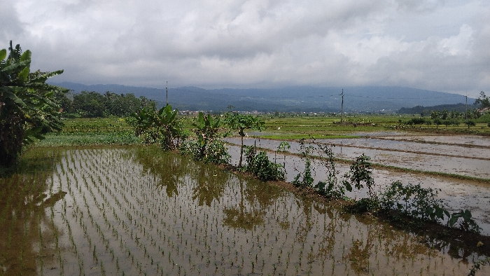 A wide-angle landscape photograph captures a verdant, water-filled rural scene in Panjalu, Indonesia, dominated by rice paddies under an overcast sky. In the foreground, numerous young rice seedlings are visible, meticulously planted in neat rows within the water-covered fields. Their delicate green shoots are reflected clearly in the still surface of the water, creating a symmetrical pattern.
A narrow, raised earthen dike or pathway, sparsely covered with small plants and bushes, runs horizontally across the midground, separating different sections of the paddies. To the far left, a cluster of lush banana trees with large green leaves frames the edge of the image. More vegetation, including other small trees and bushes, lines the dike and appears in the mid-distance.
Beyond the immediate rice fields, the landscape extends into more agricultural land and scattered trees. Faintly visible in the middle distance are signs of human settlement, possibly a village or scattered buildings, nestled against the base of distant mountains. A few utility poles with power lines are discernible in the mid-to-background, indicating infrastructure.
The background features a prominent range of mountains, their contours softened by a hazy atmosphere and largely obscured by heavy, grey cloud cover that dominates the entire sky. The weather appears cloudy or overcast, suggesting either an impending rain or a typically grey day. The overall impression is one of a peaceful, working agricultural landscape. No people or visible text are present in the image.