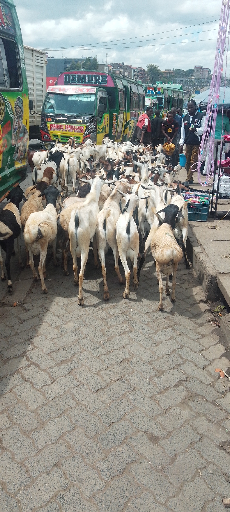 The image shows a bustling street scene, likely a market area, in Nairobi, Kenya. A large herd of goats occupies the street, viewed primarily from the rear. Some goats are white, while others have varied coloring like black and brown patches. Several minibuses and trucks are parked on the periphery, with the "Demure" minibus being prominently visible. People are congregated near the vehicles and market stalls, some holding bananas. The ground is paved with interlocking concrete blocks, and a curb separates the street from the sidewalk, where a small market stall is set up. The sky appears overcast, suggesting a cloudy day. The scene captures the intersection of urban life and livestock trade in the city.