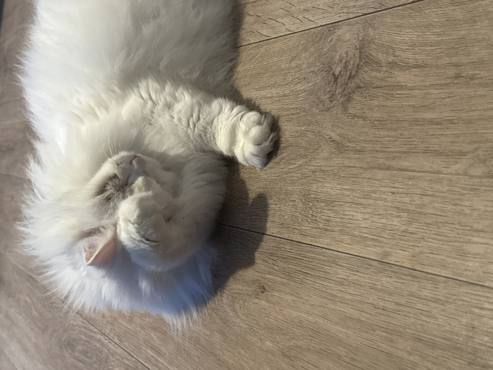 A fluffy white cat is sleeping on a wooden floor. The cat is curled up with its paws covering its face. The floor is made of light brown planks. There is natural light coming from the right side of the image, casting a shadow of the cat on the floor. The scene is indoors, likely in a home. There are no people or other objects visible in the image. The image does not contain any information to suggest its location in the city of Perm, Russia.