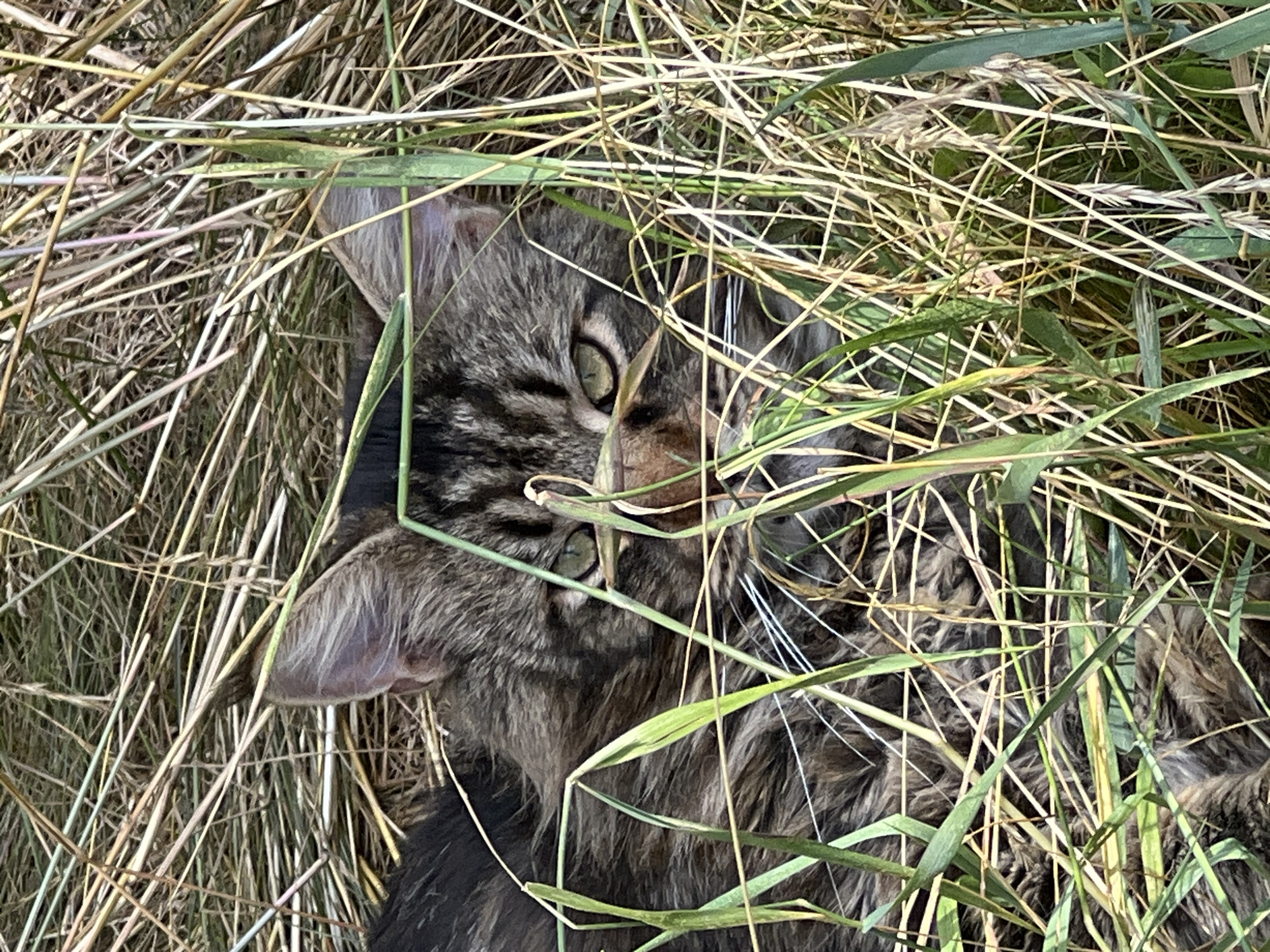 A close-up, eye-level shot captures a tabby cat nestled among tall grasses and dry stalks. The cat's face is the primary focus, with its green eyes looking directly at the camera. Its fur is a mix of brown, black, and gray tabby markings, and its white whiskers are visible against the surrounding vegetation. The background is a blur of dry, straw-like material and green grass blades, suggesting an outdoor, natural environment. The lighting is bright and natural, indicating it was taken outdoors during the day. There is no discernible indication of a specific location in Fontanka, Ukraine, within the image itself.