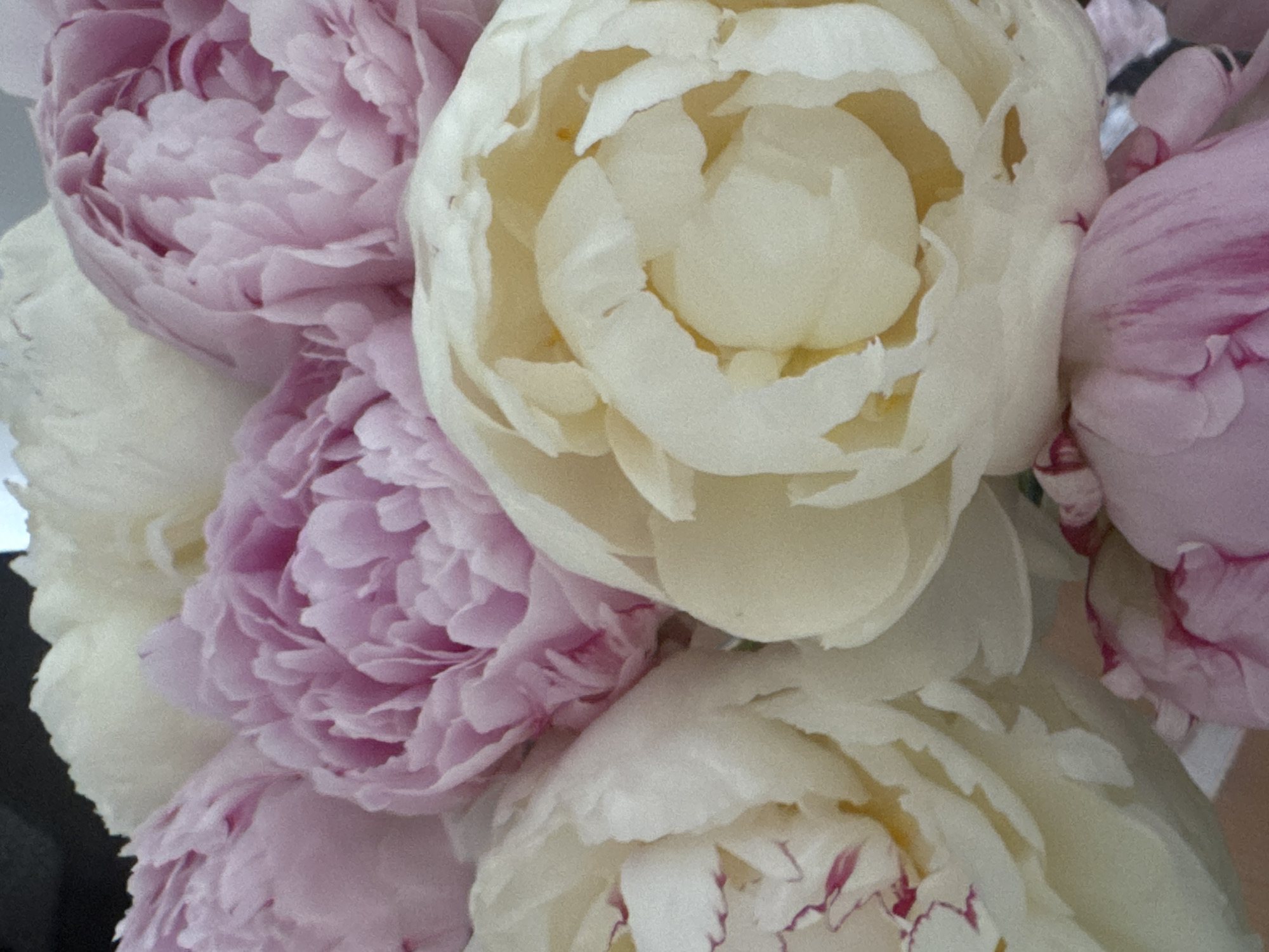 A close-up, overhead shot shows a bouquet of peonies in various shades of pink and cream, filling the frame. The flowers are arranged closely together, their ruffled petals creating a soft, layered effect. Some of the cream-colored peonies have subtle pinkish-red edges. The background is dark and out of focus. The image appears to have been taken indoors, possibly in a home or a flower shop. There is no information available to indicate the location of Krakow, Poland, or any specific details about the environment beyond the flowers themselves.