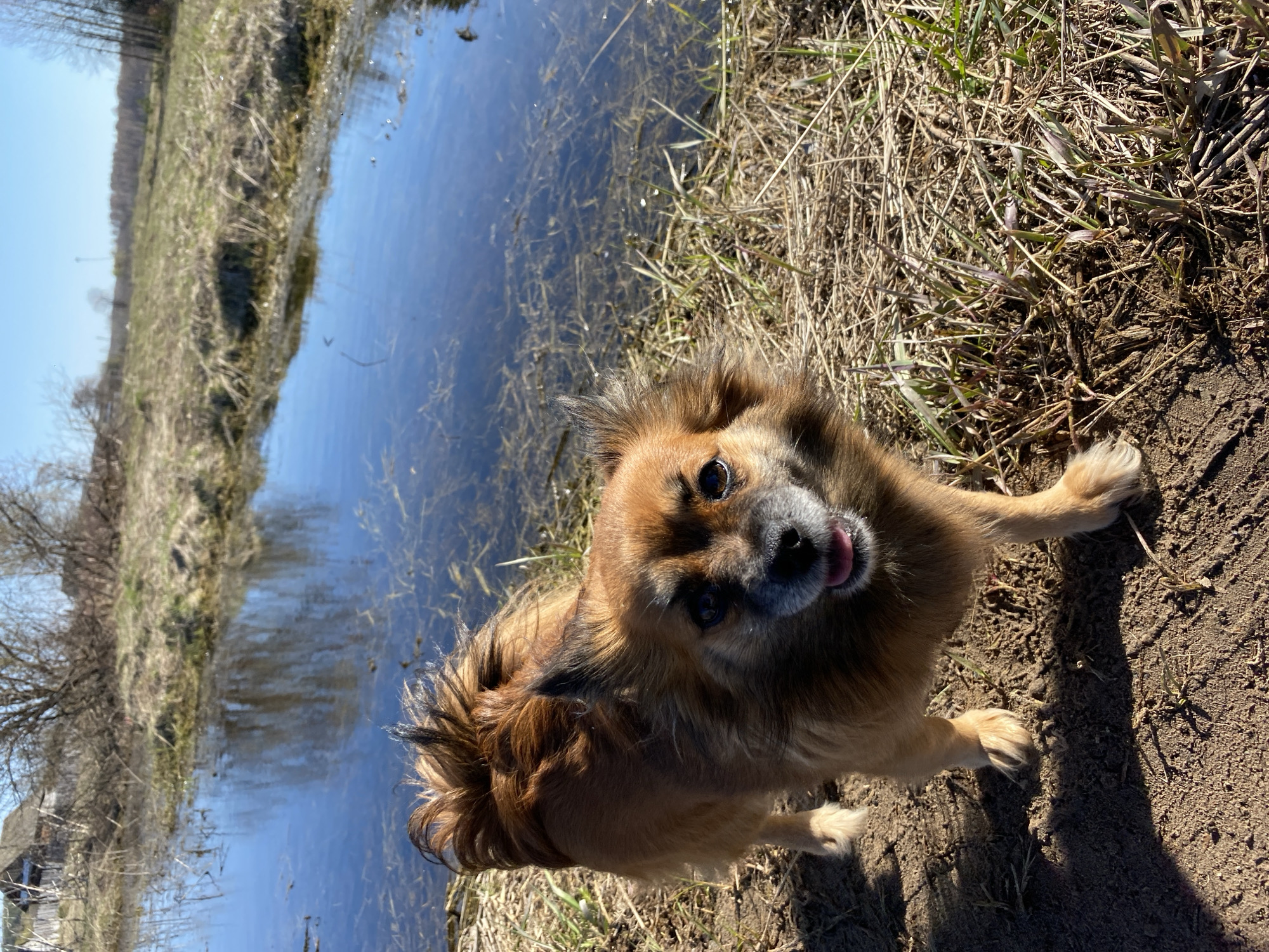 A brown dog is standing on a dirt and grass path next to a body of water. The water reflects a field, trees, and a blue sky. The location is Кемуль, Russia.