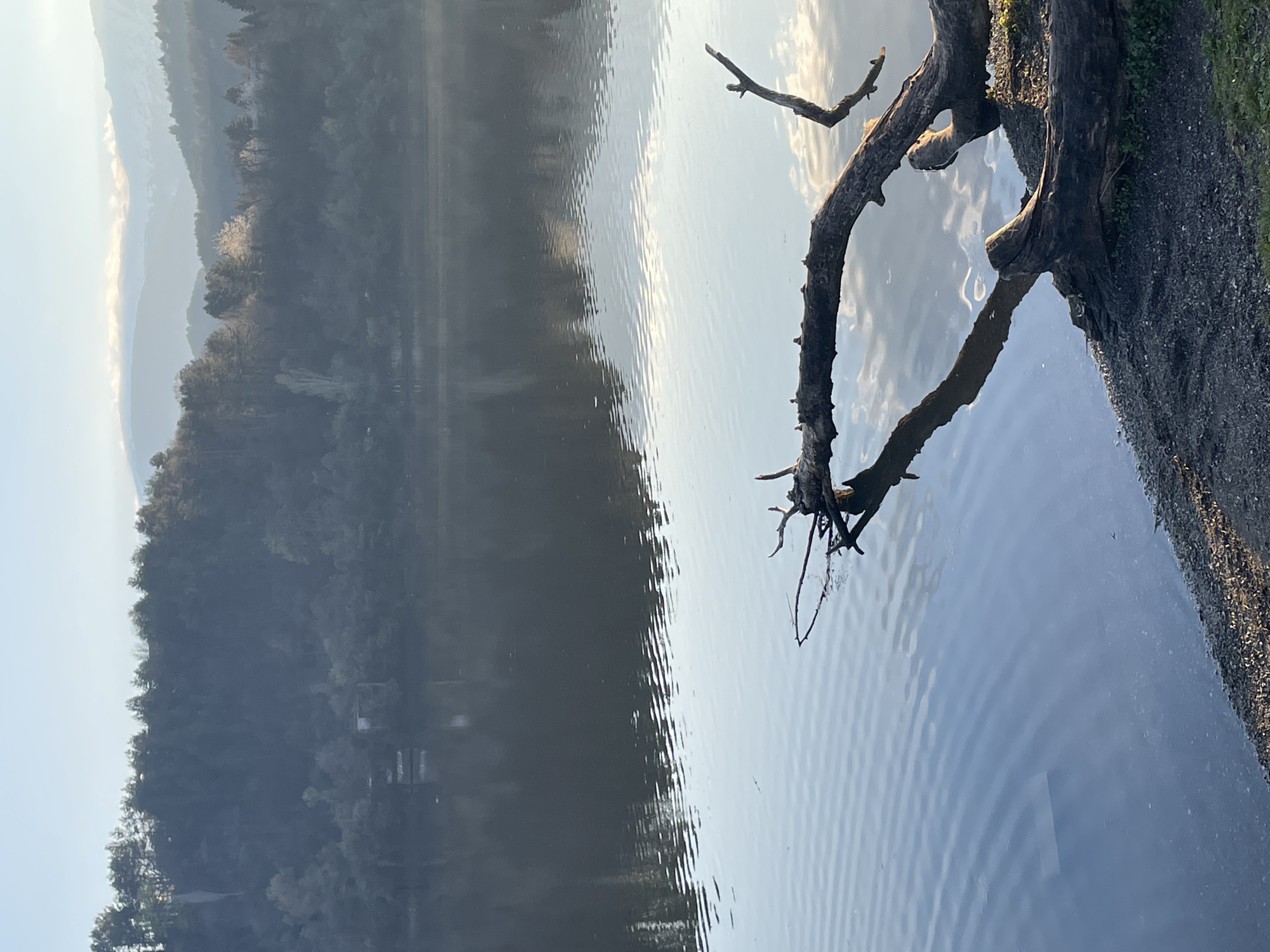 The image shows a portion of a lake in Pancharevo, Bulgaria. A dead tree branch extends into the water from the shoreline on the right side of the frame. Ripples are visible on the water's surface, reflecting light. In the background, the opposite shore is covered with dense forest. Further in the distance, faint mountain outlines are visible under a hazy sky.