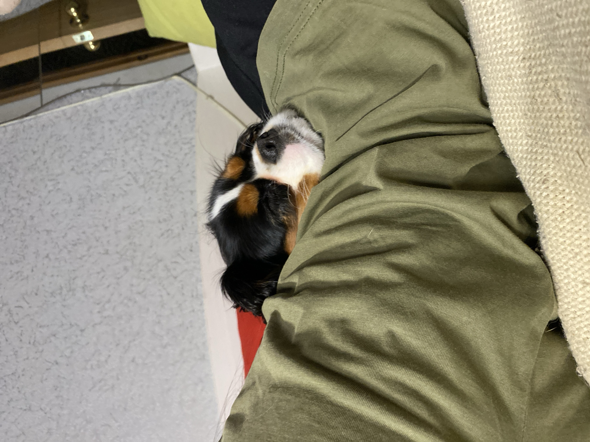 The image captures a close-up of a tricolored dog, likely a Cavalier King Charles Spaniel or a similar small breed, nestled comfortably against a person. The dog's head is visible, with a white muzzle, black nose, and characteristic black, white, and tan fur patches around its face. Its eyes are closed, suggesting it is sleeping or resting peacefully, conveying a sense of contentment and warmth.
The dog is snuggled into an olive-green jacket or sleeve worn by a person, part of whose black clothing is also visible underneath. To the right, a textured, beige, possibly knitted or woven fabric, such as a blanket or throw, is present.
The scene takes place indoors, in what appears to be a domestic setting in Votkinsk, Russia. The background features a light grey, speckled carpet or rug on the floor, and a light-colored wall. In the upper background, part of a wooden furniture piece and a light fixture with a reflective surface are discernible, indicating artificial indoor lighting. A strip of red fabric or a red object is partially visible behind the dog's back, adding a touch of color to the otherwise muted background. There is no visible text in the image.
