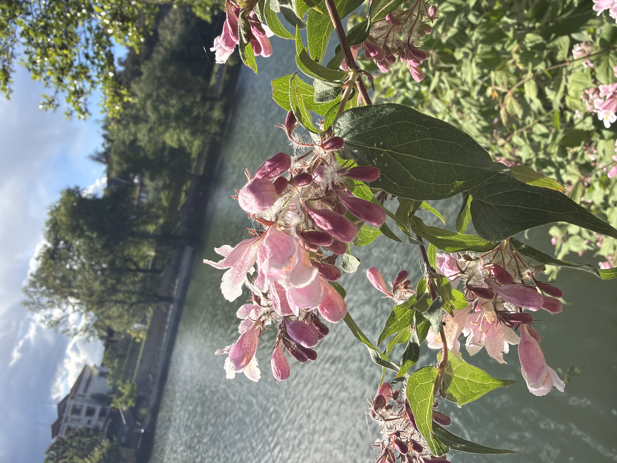 The image shows a branch of pink and white flowers with green leaves in the foreground. Behind the flowers is a body of water, likely a lake or river. On the opposite side of the water, there are trees and a building. The location is Marchevo, Bulgaria. The image is taken during daylight.