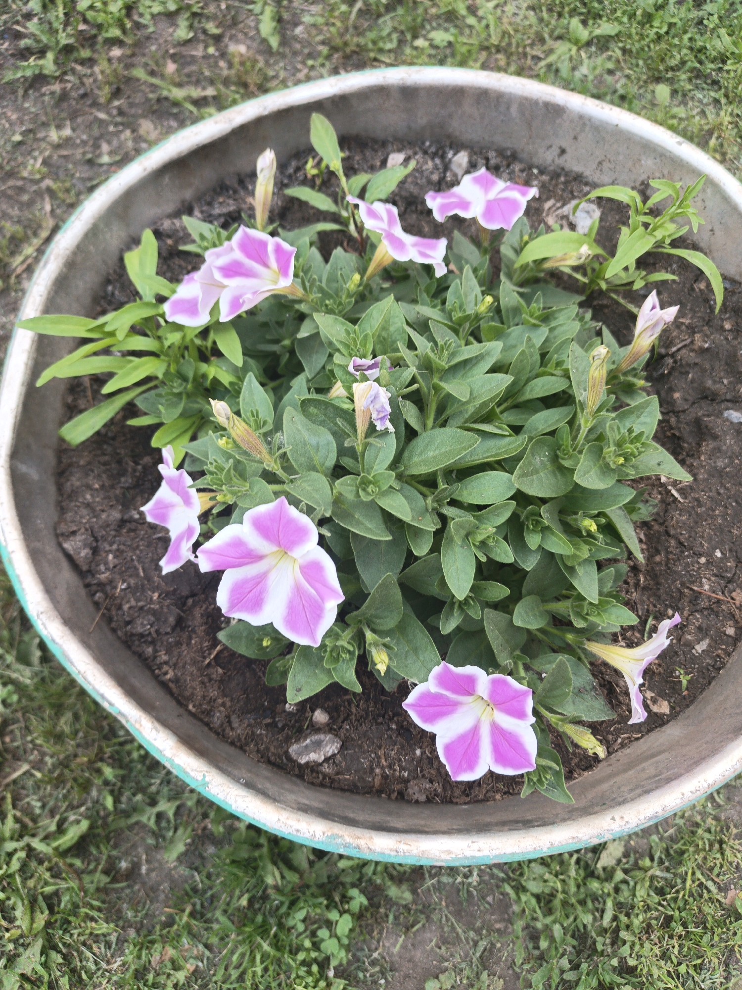 In the city of Kalachevo, Russia, a weathered, round planter with a chipped teal rim is filled with dark soil. A cluster of petunia plants with vibrant pink and white striped flowers, lush green leaves, and visible buds grows in the planter. Some of the petunias are in full bloom, their trumpet-shaped petals splayed open, while others are still developing. The planter is situated on a patch of green grass interspersed with patches of bare earth and some stray weeds. The overall scene is a close-up shot of the planter and its contents, taken from a top-down perspective.