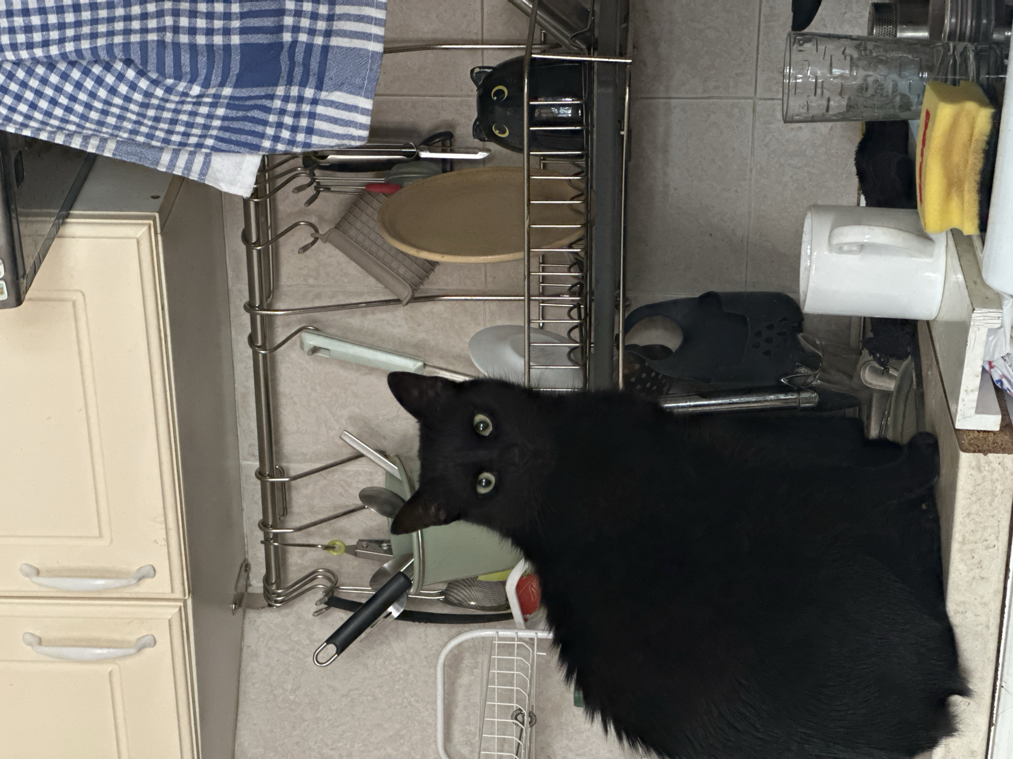 The scene is an indoor kitchen located in Budva, Montenegro. A black domestic cat with bright green eyes is positioned centrally on a light-colored countertop, facing directly towards the camera. Above the countertop, light-colored upper cabinets with white handles are mounted over a tiled backsplash. A stainless steel rod runs horizontally below the cabinets, from which various kitchen utensils (e.g., ladles, spatulas) are suspended via S-hooks. Behind the cat, a light green cylindrical container holds additional utensils. To the right of the utensils, a blue and white checkered kitchen towel hangs. A metal dish drying rack is suspended above the countertop, holding a round wooden board and a black ceramic cat-head-shaped object with yellow eyes. On the countertop to the right of the cat, a white ceramic mug, a clear textured drinking glass, and a yellow and black scrubbing sponge are present. A white wire rack is partially visible to the left of the cat. No human subjects are visible within the frame.