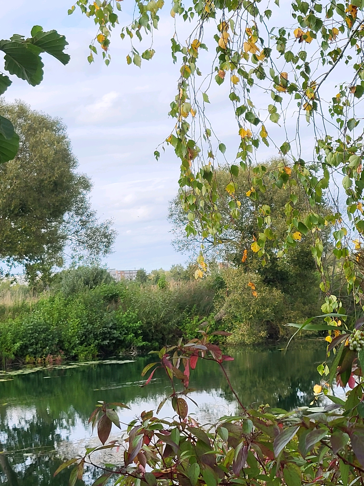 A serene natural scene unfolds in Kalnciems, Latvia, with a calm body of water dominating the foreground, reflecting the surrounding lush greenery and a pale blue sky with scattered clouds. The water's surface is dotted with lily pads, and subtle ripples indicate gentle movement. A dense thicket of various green bushes and trees lines the far bank of the water. In the background, peeking through the foliage, are the tops of buildings, suggesting the proximity of a populated area to this natural oasis. Overhead, branches of trees, some adorned with yellowing leaves, hang down, framing the view and adding to the autumnal ambiance. The overall impression is one of tranquility and the harmonious coexistence of nature and urban elements.