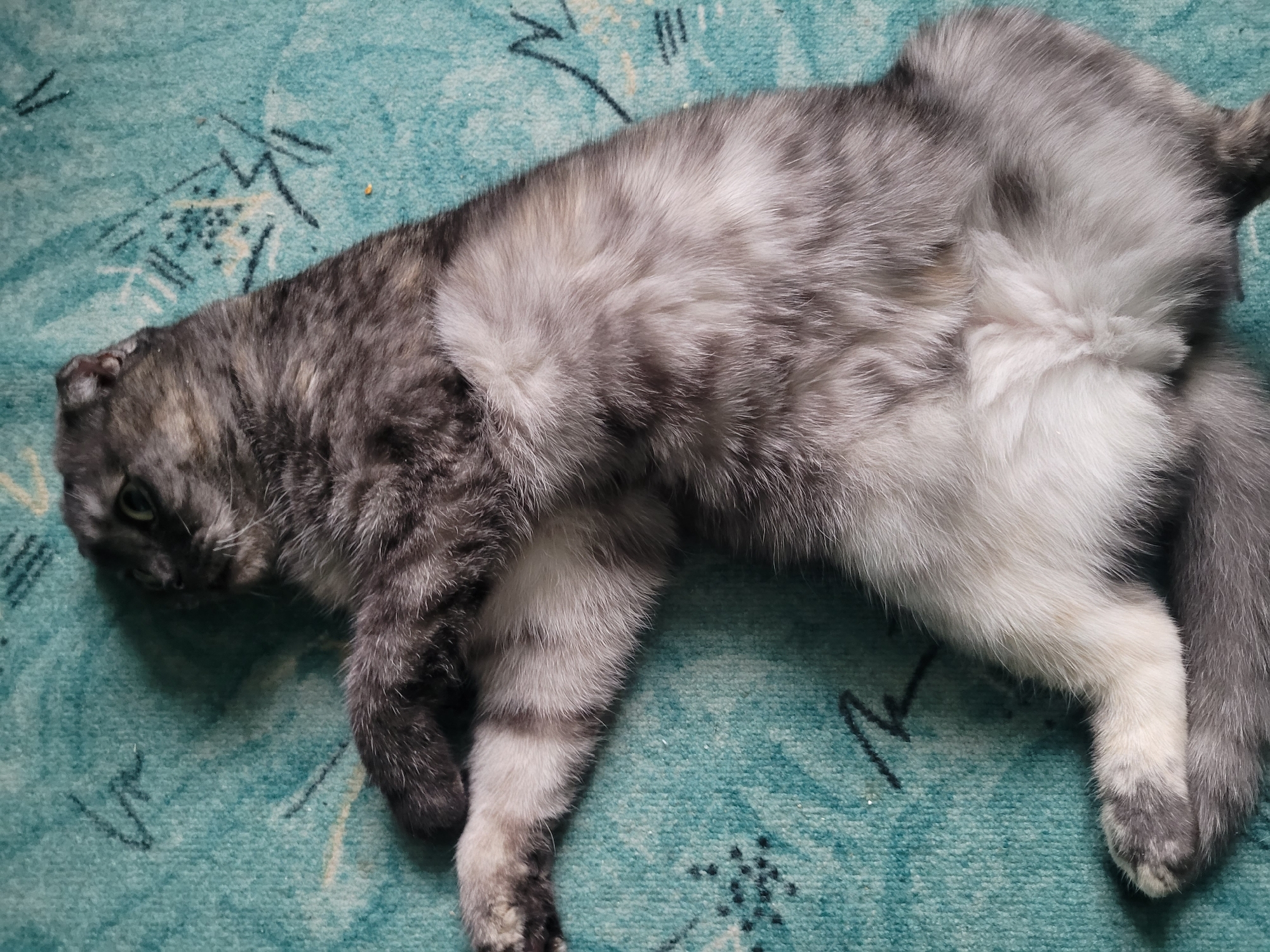 A grey and white cat is lying on a turquoise patterned carpet. The cat is sprawled out, with its head on the left side of the image and its tail on the right. The cat's body is partially facing upward. The specific location in the city of Izhevsk, Russia, is not discernible from the image.