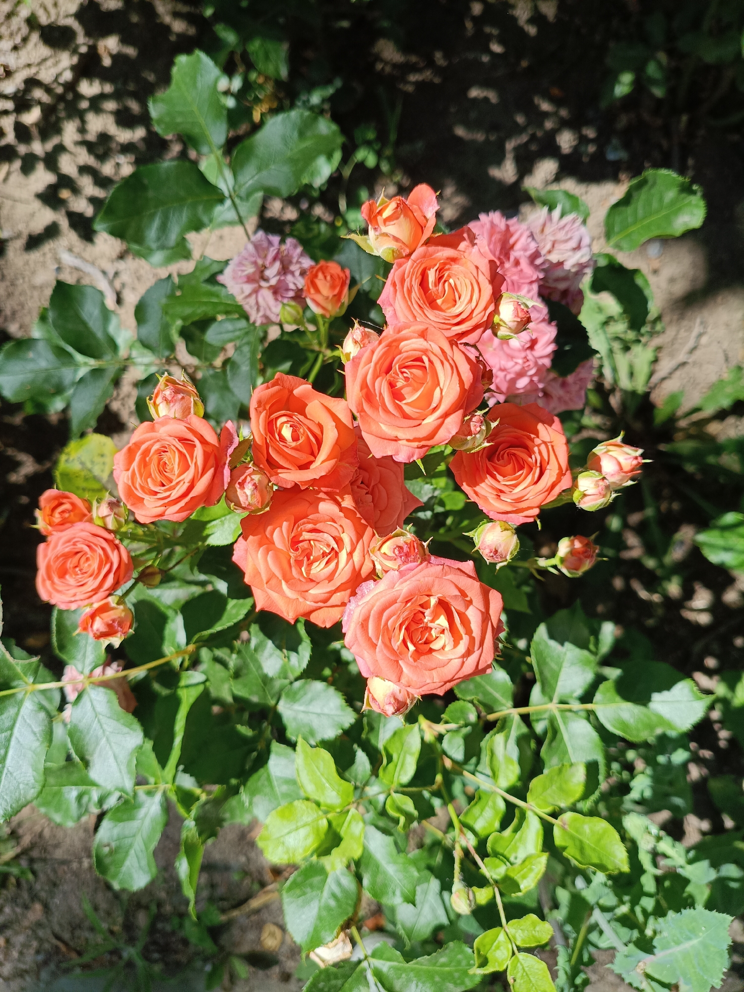 A close-up, overhead shot captures a cluster of vibrant coral-pink roses and their buds, interspersed with smaller pink flowers and lush green foliage. The roses, in various stages of bloom, exhibit delicate petal structures. The backdrop consists of dappled sunlight casting shadows on sandy ground and green leaves. The image does not contain information about people, actions, or interactions. It is not possible to determine the specific location within Tiraspol City Council, Moldova from the visual content of this image.