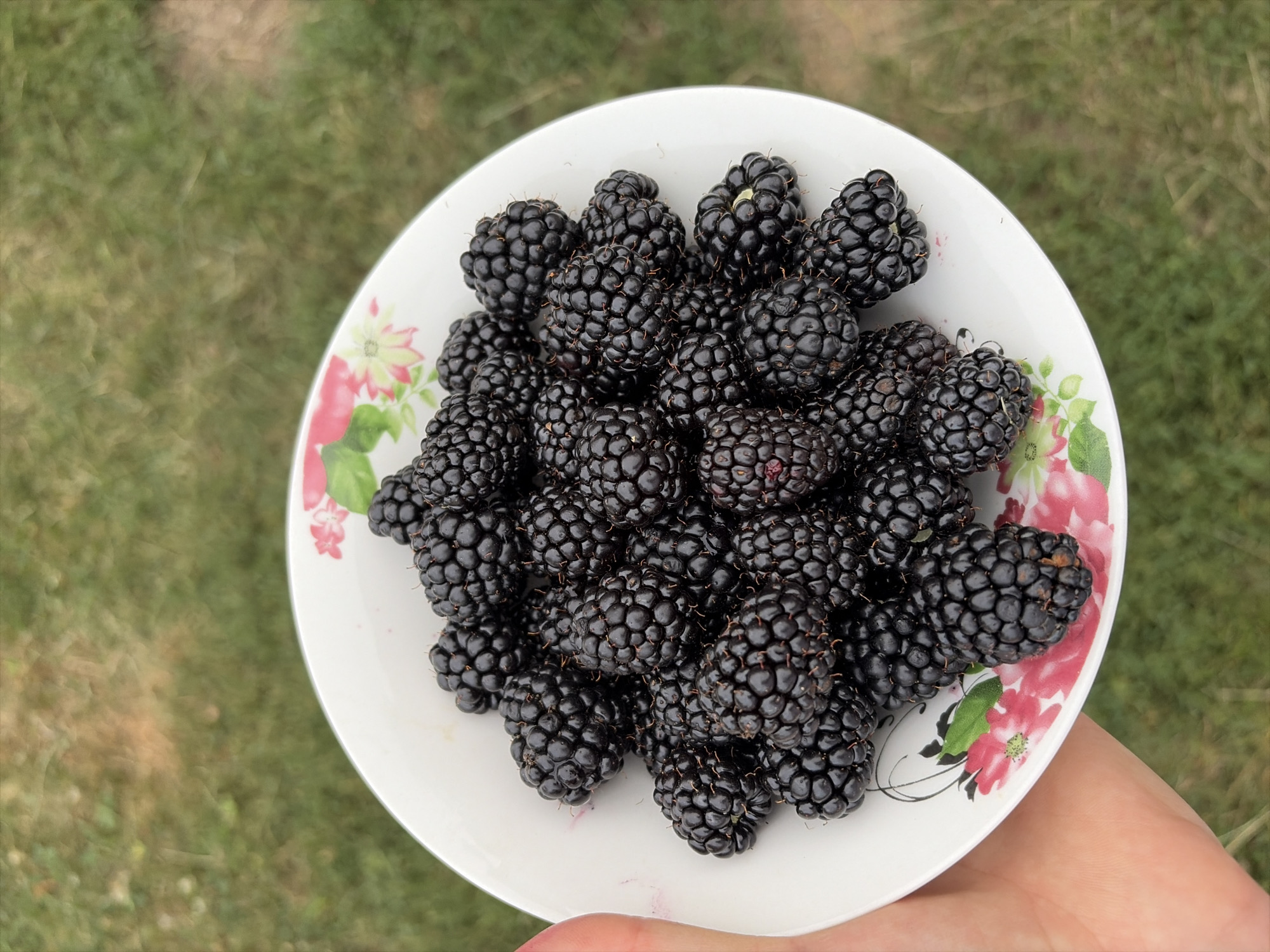 A white plate filled with ripe blackberries is being held by a person's left hand. The plate has a floral design featuring pink and green flowers. The background is out of focus, showing a grassy area. The scene appears to be outdoors.