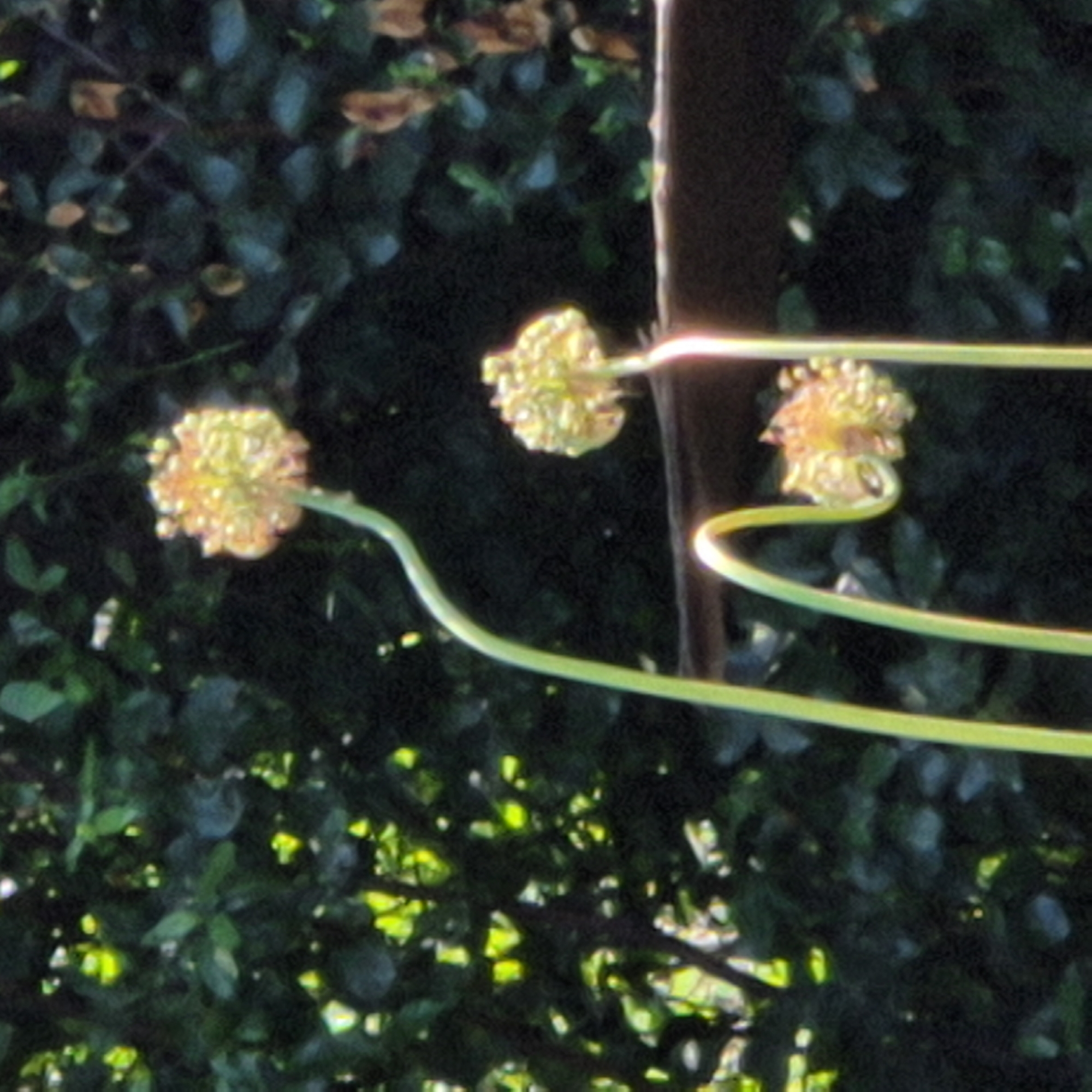 This image depicts a close-up view of a vine with three developing seed pods, set against a backdrop of dark green foliage. The seed pods are spherical and appear to be in an early stage of development, with a textured, somewhat clustered surface, colored in shades of yellow and orange. They are attached to the vine by thin, light green tendrils that curl and twist around them. One tendril forms a prominent spiral shape in the foreground, catching the light. A thin, bright horizontal line, likely a reflection or light source, cuts across the middle of the frame, illuminating the tendrils and a portion of the vine. The background is heavily blurred, suggesting a shallow depth of field, and consists of dark green leaves interspersed with hints of brighter green and yellow, possibly from sunlight filtering through. The overall impression is one of natural growth and the intricate details of plant life. There is no visible text in the image. The setting appears to be outdoors, likely in a garden or natural environment, with a vertical element, possibly a post or tree trunk, partially visible on the right side of the frame. The lighting suggests it could be daytime, with sunlight playing a role in the highlights and shadows.