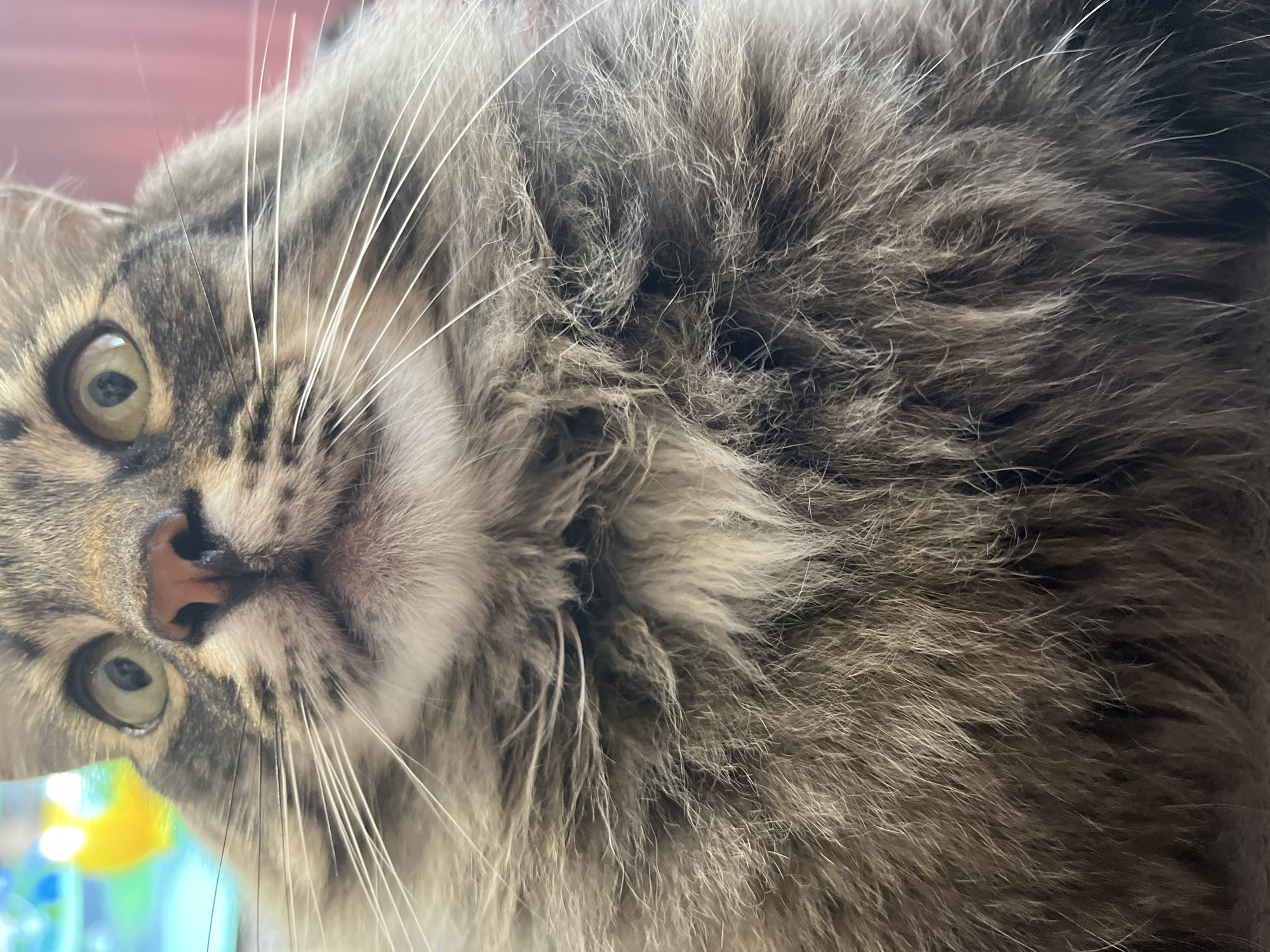 A close-up, low-angle shot shows a fluffy tabby cat's face and chest. The cat's eyes are wide open and looking upwards. Its nose is a light pink color. The cat has prominent white whiskers. The fur is a mix of brown, gray, and white, with a lighter patch of fur on its chest. The background is blurred, with some hints of color that might suggest a room with some lighting. The image does not contain any identifiable locations in Krasnyye Barrikady, Russia.