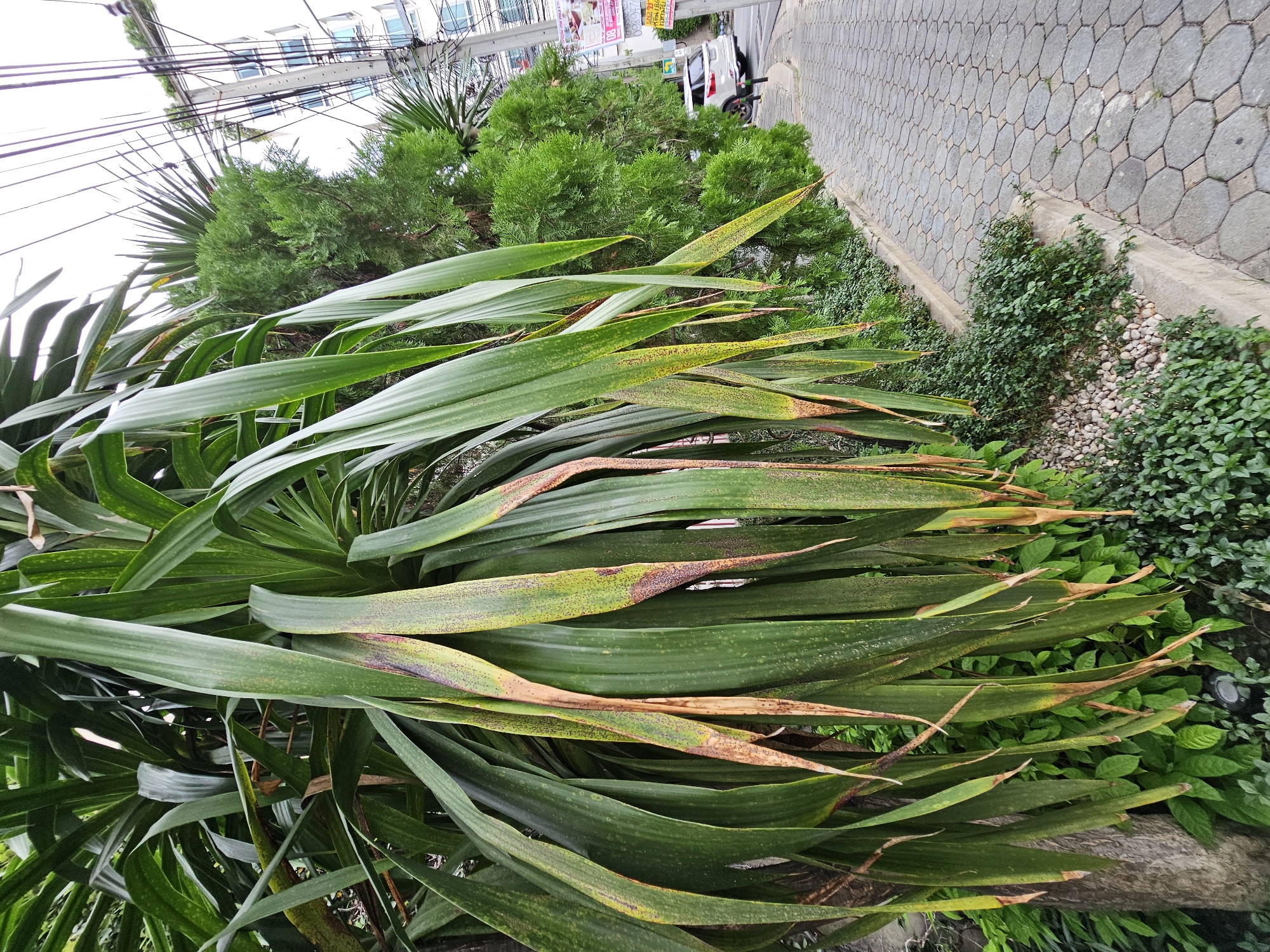 This image depicts a street scene in Bangkok, Thailand, focusing on a paved walkway and lush vegetation. In the foreground, a large plant with long, green, strap-like leaves dominates the left side of the frame. Some of these leaves show signs of browning and spotting, suggesting potential environmental stress or disease. Beneath this prominent plant, smaller, dense green ground cover and a border of light-colored pebbles are visible.
The walkway, to the right of the vegetation, is constructed from grey hexagonal pavers with some circular grey stones interspersed. A grey concrete curb separates the planting area from the walkway.
In the mid-ground, a line of well-maintained green trees, possibly cypress or a similar conifer, forms a barrier along the edge of the walkway. Behind these trees, a tall, light-colored building with multiple windows can be seen, indicating an urban setting. Numerous black electrical wires and utility poles are prominent against the overcast sky, a common feature in Bangkok.
Further down the street, a white SUV is parked on the right side. Several pink and white signs with Thai script are attached to a utility pole near the building. The overall impression is a street in a residential or commercial area of Bangkok, characterized by a mix of natural elements and urban infrastructure.