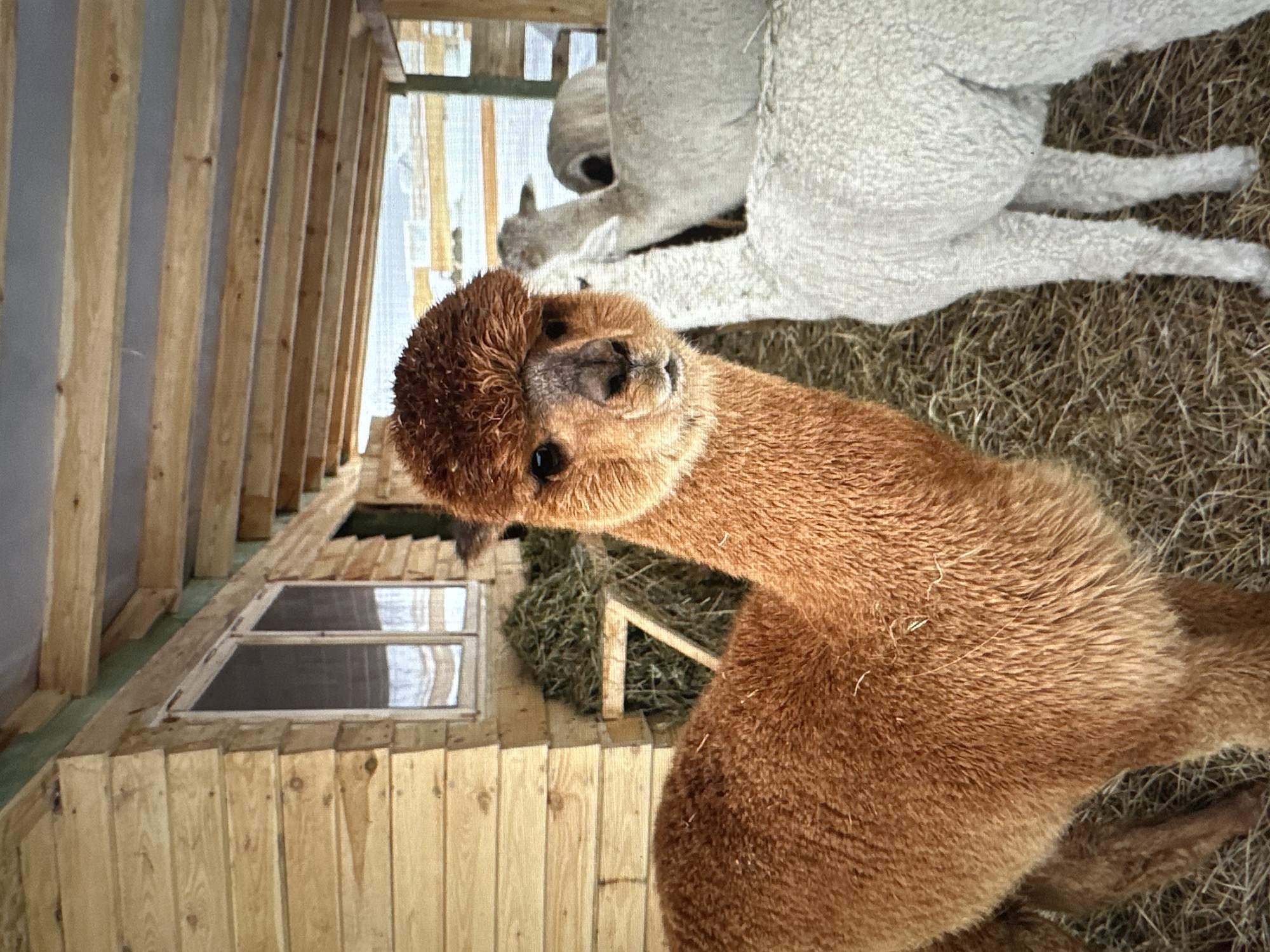 This is a medium shot, eye-level photograph of two alpacas inside a wooden barn. The alpaca in the foreground is a reddish-brown color and is looking directly at the camera with a curious expression. Its fur is thick and fluffy, and it has a dark brown nose and eyes. Behind the reddish-brown alpaca, a white alpaca is visible, partially obscured by the foreground animal. The white alpaca is facing away from the camera. The barn appears to be made of rough-hewn wooden planks, with exposed wooden beams supporting the roof. A stack of hay is visible in the background, and a window with white curtains can be seen on the left side of the barn. The ground inside the barn is covered with straw and hay. The overall impression is one of a rustic, agricultural setting. The image does not provide any specific details to indicate a location in Tallinn, Estonia.
