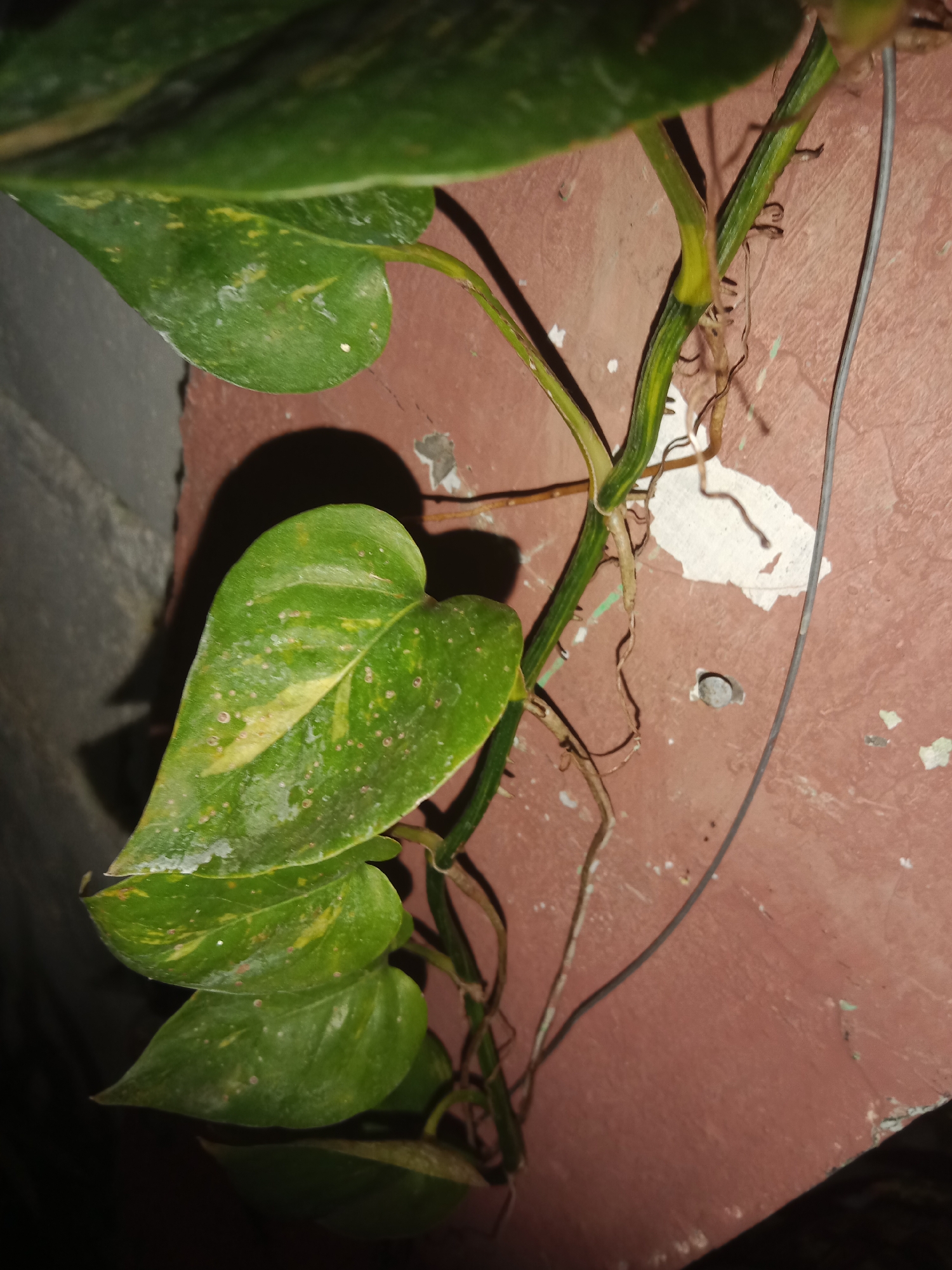 The image shows a close-up of a Pothos plant vine with green and yellow variegated leaves. The vine is trailing along a reddish-brown wall with some chipped paint and a shadow cast by the plant. Several aerial roots are visible, some of which are attached to the wall. A thin wire runs vertically alongside the vine on the wall. The lighting suggests it is either nighttime or a dimly lit indoor space. The scene does not contain any people or any identifiable landmarks suggesting a specific location in Lemahkembar, Indonesia.