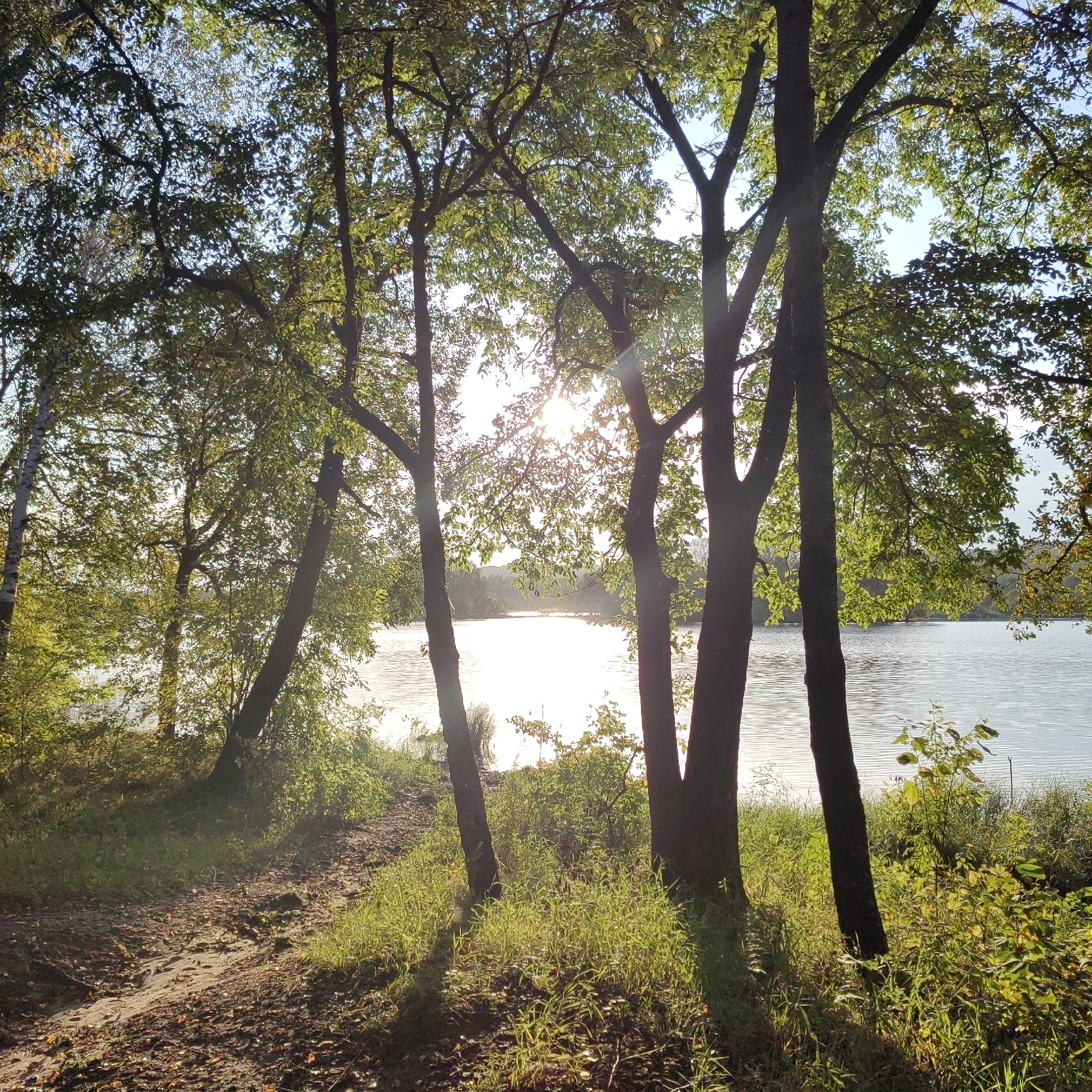 The image depicts a sun-dappled lakeside scene, likely in the city of Gryaznushka, Russia, during daytime. A dirt path winds through lush green grass and fallen leaves in the foreground, bordered by trees with dense foliage. The path leads towards a tranquil lake, its surface shimmering with reflected sunlight. Several trees with dark bark and green leaves are prominent in the mid-ground, framing the view of the lake and the horizon. The sun is visible through the branches of the trees, creating a bright glare and lens flare effects. The environment suggests a natural, possibly park-like, setting. No people or specific actions are depicted.