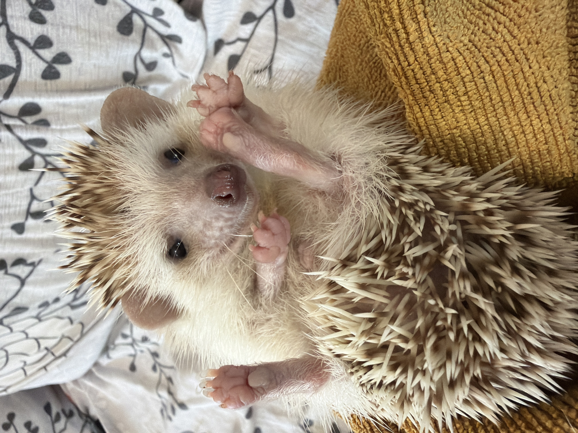 A hedgehog is shown in a close-up, overhead shot, resting on a textured yellow surface. The hedgehog's spines are a mix of light brown and white, with a fluffy white underbelly and legs. Its pink paws are extended upwards, revealing tiny toes. The hedgehog has dark eyes and a pink nose. In the background, a white fabric with a subtle gray floral pattern is visible. The scene appears to be indoors, possibly on a bed or sofa. There are no people or any specific landmarks indicating a location in Sofia, Bulgaria.