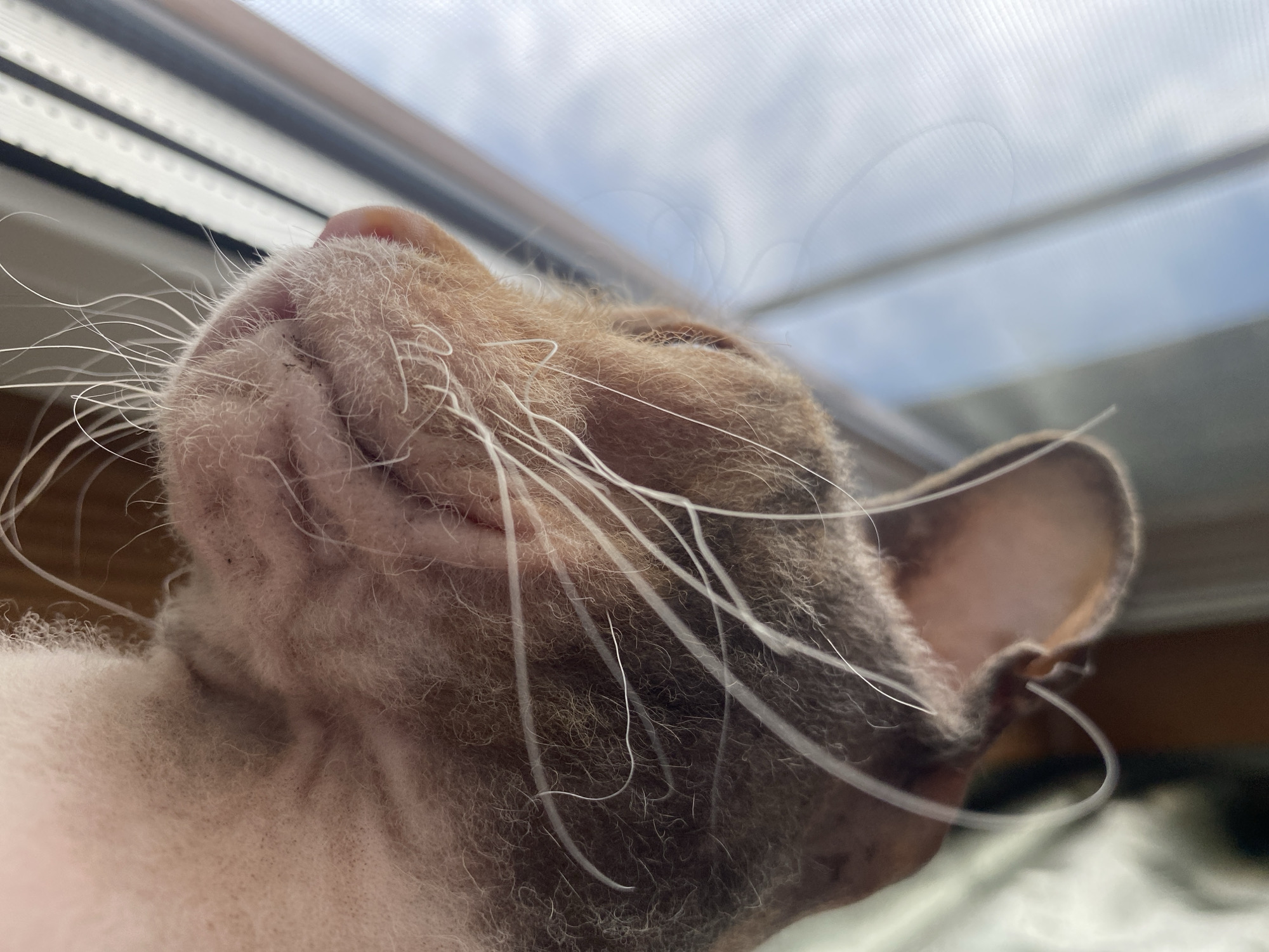 A close-up, side-view portrait captures the head of a light brown cat with sparse fur, looking out a window. The cat's whiskers are prominent, some appearing to form a heart shape against the sky. The background shows a blurred sky with clouds and the texture of a window. The location of this image in Tujmazy, Russia is not discernible from the visual information provided.