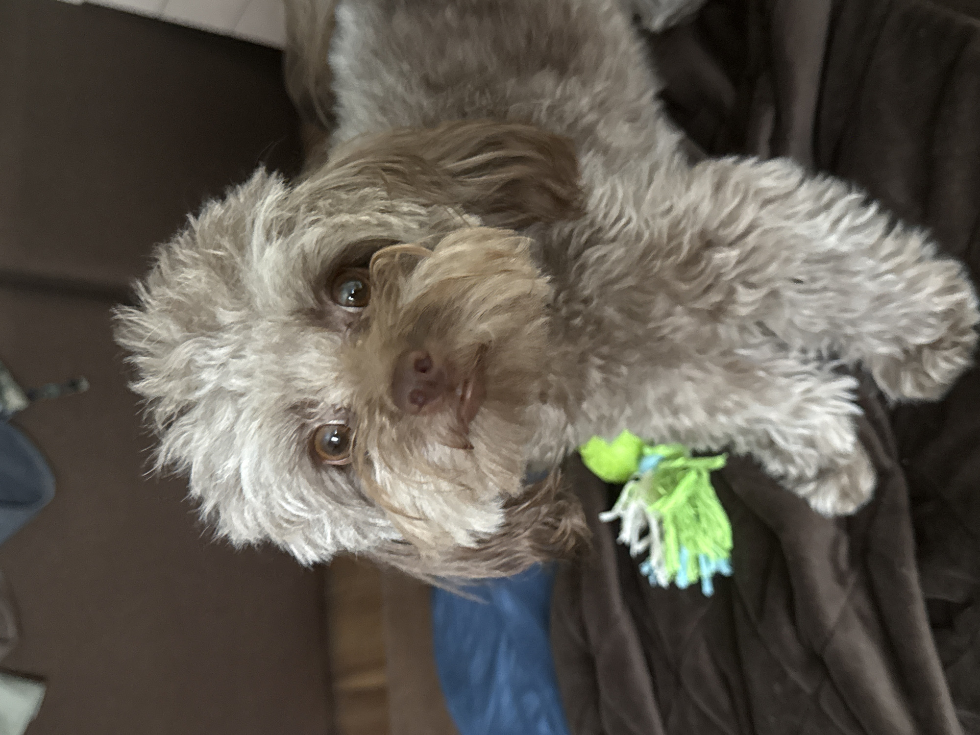 A small, light brown, poodle-mix dog with shaggy fur and large, expressive brown eyes sits on a brown blanket. A bright green and blue dog toy is partially visible to the left of the dog. The background consists of a brown sofa and a blurred blue object. The image does not contain any information indicating its location in Khimki, Russia.