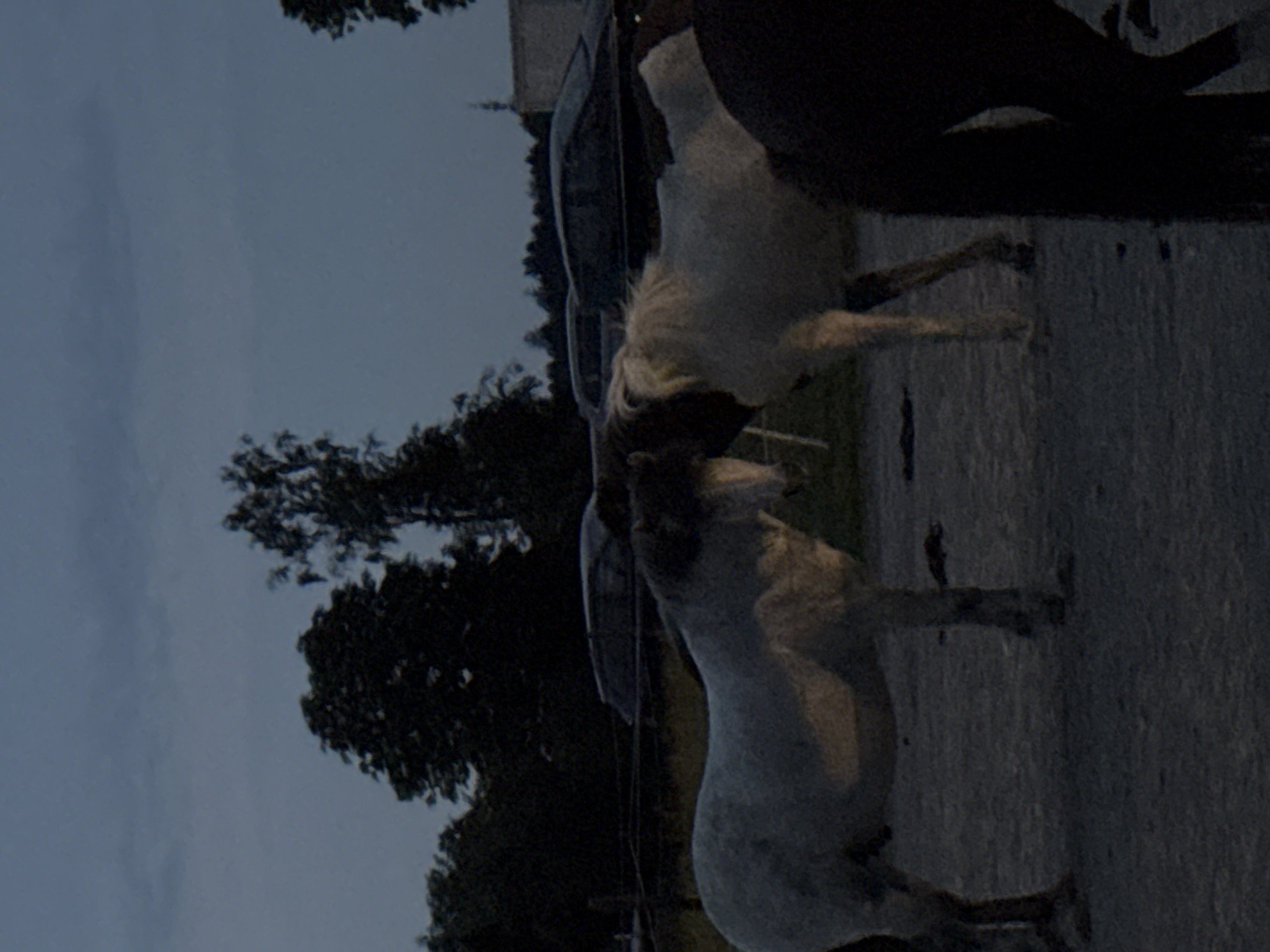 The image depicts a dark, outdoor scene with two horses in the foreground. The horse on the left is white or light gray and facing left. The horse on the right is mostly white with a brown head and is facing right, with its head lowered as if interacting with the other horse. A third, dark-colored horse is partially visible on the right edge of the frame, with its hindquarters facing forward. In the background, there are trees and what appear to be several cars parked behind a fence. The sky is dark, suggesting it is either dusk or night. The ground is covered in a gravelly or dirt surface. The scene is located in Höhenkirchen-Siegertsbrunn, Germany.