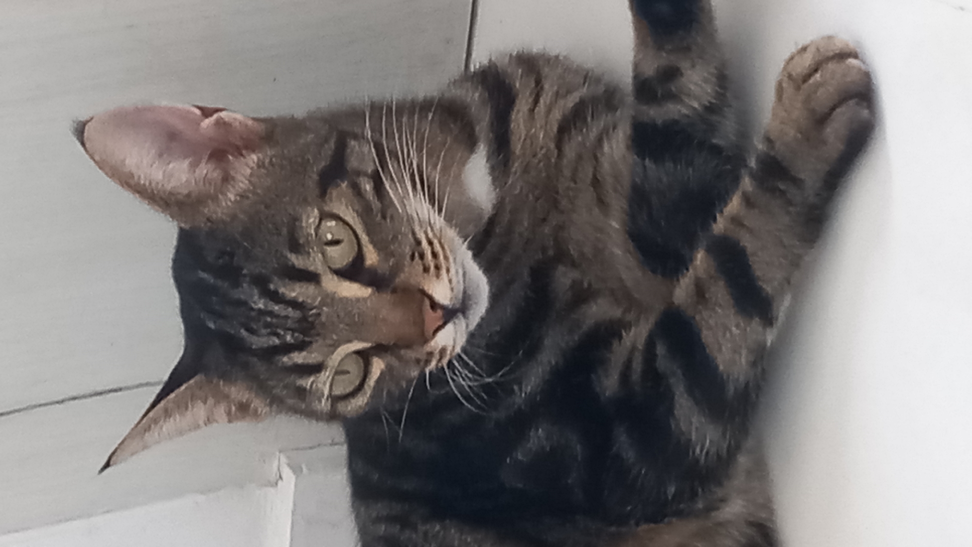 A medium shot captures a tabby cat lying down, facing left with its head slightly turned towards the camera. The cat has green eyes, a pink nose, and prominent white whiskers. Its fur exhibits a classic tabby pattern of dark brown and black stripes against a lighter brown background. A small patch of white fur is visible on its chest. The cat's ears are pointed and alert. The background is simple, with a light-colored wall and floor, suggesting an indoor setting. There are no people or other animals visible in the frame. The lighting appears to be natural, casting soft shadows. The specific location in Άγιος Νεκτάριος, Greece, cannot be determined from the visual information provided in the image.