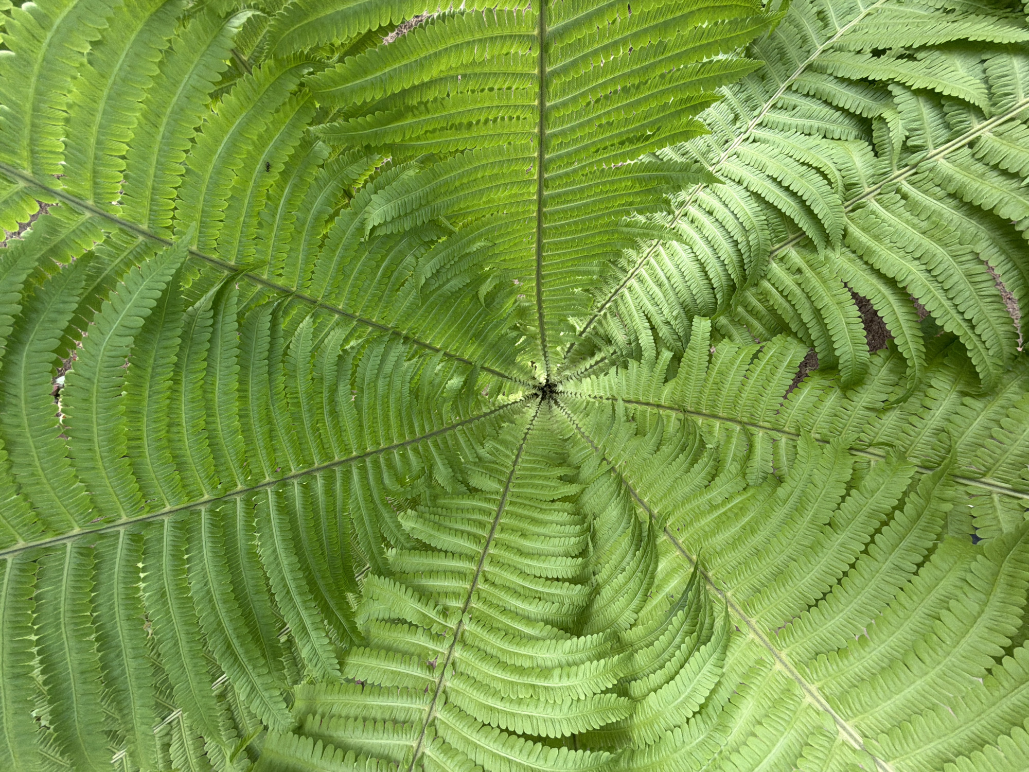 The image shows a close-up, overhead view of a mature fern, likely located in an outdoor environment in Chaikovsky, Russia. The fern's fronds radiate outward from a central point, creating a circular, symmetrical pattern. The fronds are a vibrant green, with individual leaflets arranged along the stem. The texture is detailed, showcasing the intricate patterns of veins and serrated edges. The lighting appears to be natural, casting subtle shadows and highlights across the foliage.