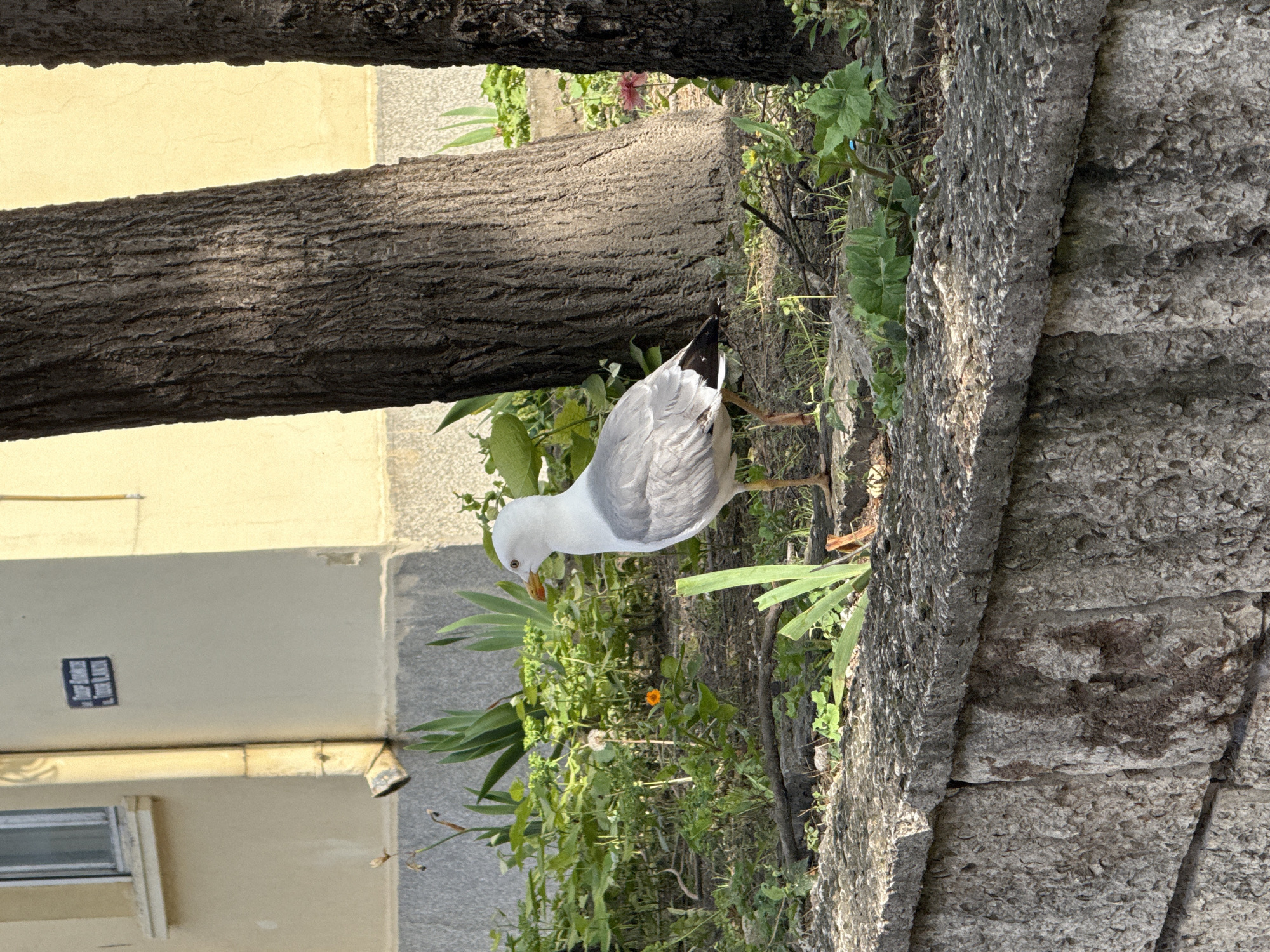 An outdoor daylight shot, likely taken in Varna, Bulgaria, shows a seagull standing on the ground amidst various green plants and weeds. The seagull, a prominent subject in the center-right, is white on its head and underparts, with light gray wings and black primary feather tips. Its beak is orange-yellow with a noticeable red spot on the lower mandible, and its legs are yellow. The bird's head is slightly lowered, suggesting it is foraging or observing something on the ground. A single small orange flower is visible among the green foliage near the seagull.
Behind the bird, two dark, textured tree trunks span horizontally across the midground. To the right of the frame, a rough, light gray stone wall or structure rises, with green plants growing along its base. In the background, a light yellow building wall is visible. It features a window, a horizontal metal downspout, and a small blue rectangular sign or plaque with text that is too indistinct to read. The scene is brightly lit by direct sunlight, creating distinct shadows and highlighting the textures of the tree bark and stone wall.