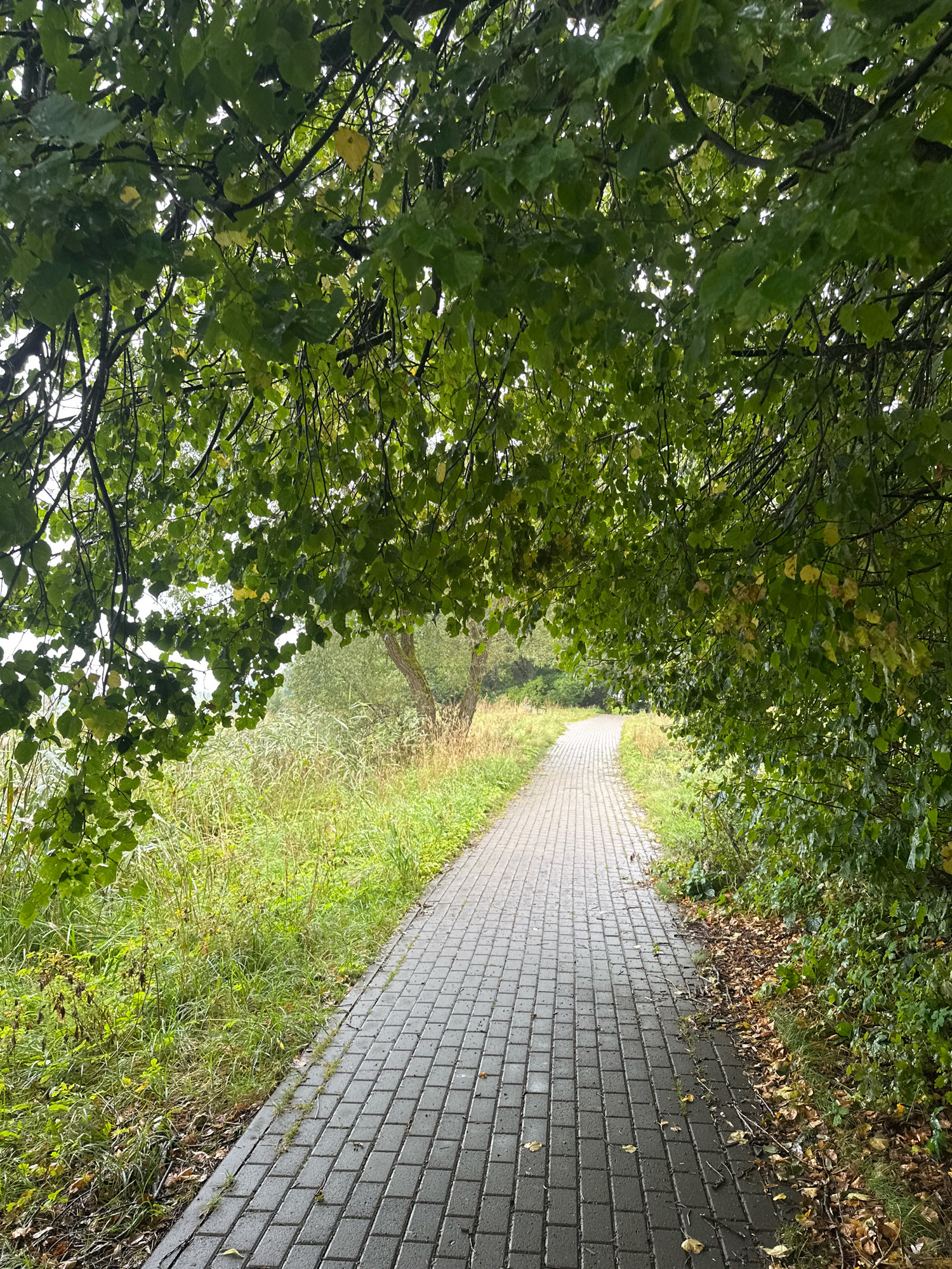 An overhead perspective looks down a wet, brick-paved walkway lined with green foliage. The walkway curves gently to the left in the distance, disappearing into a backdrop of tall, dry grass and scattered trees. The branches of a large tree heavily laden with green leaves overhang the walkway from the left, creating a shaded canopy. The leaves appear damp, possibly from rain. The grass on either side of the path is lush and green, with some fallen brown leaves visible on the ground near the edge of the walkway on the right. The overall impression is one of a serene, natural path within a park or natural reserve. The location is identified as Нарацкі сельскі Савет, Belarus.