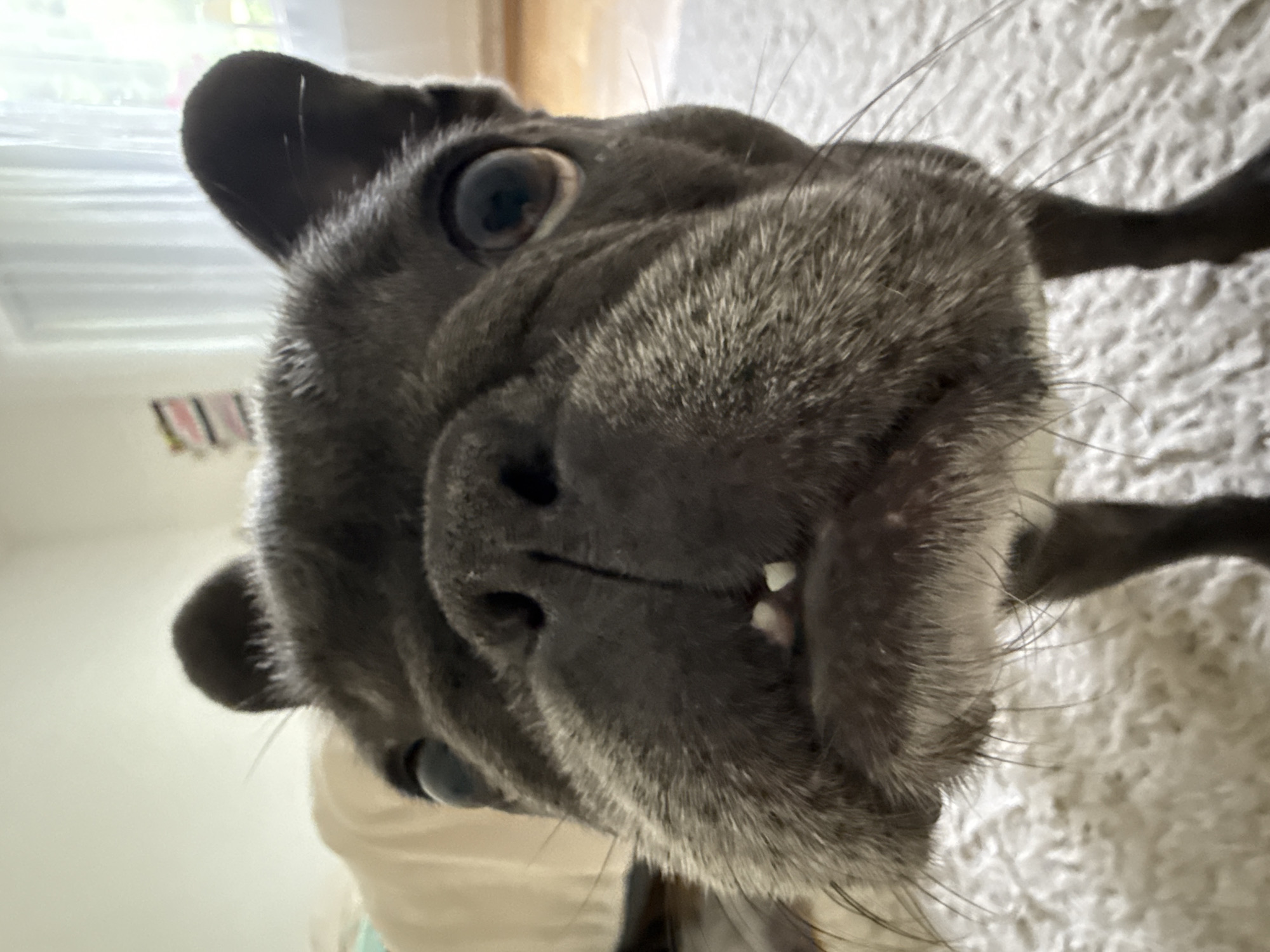 A close-up, low-angle, portrait-style photograph shows the head of a dark-colored French Bulldog facing the camera. The dog's snout fills most of the frame, with its large, dark eyes and prominent ears visible. Its mouth is slightly open, revealing two small front teeth. The background is out of focus, but appears to be an indoor setting with light-colored walls and curtains in the distance, suggesting a residential environment. There is a hint of a white rug in the foreground. The lighting is bright, possibly from natural light sources. The image does not contain any information about the city of Bad Sachsa, Germany.