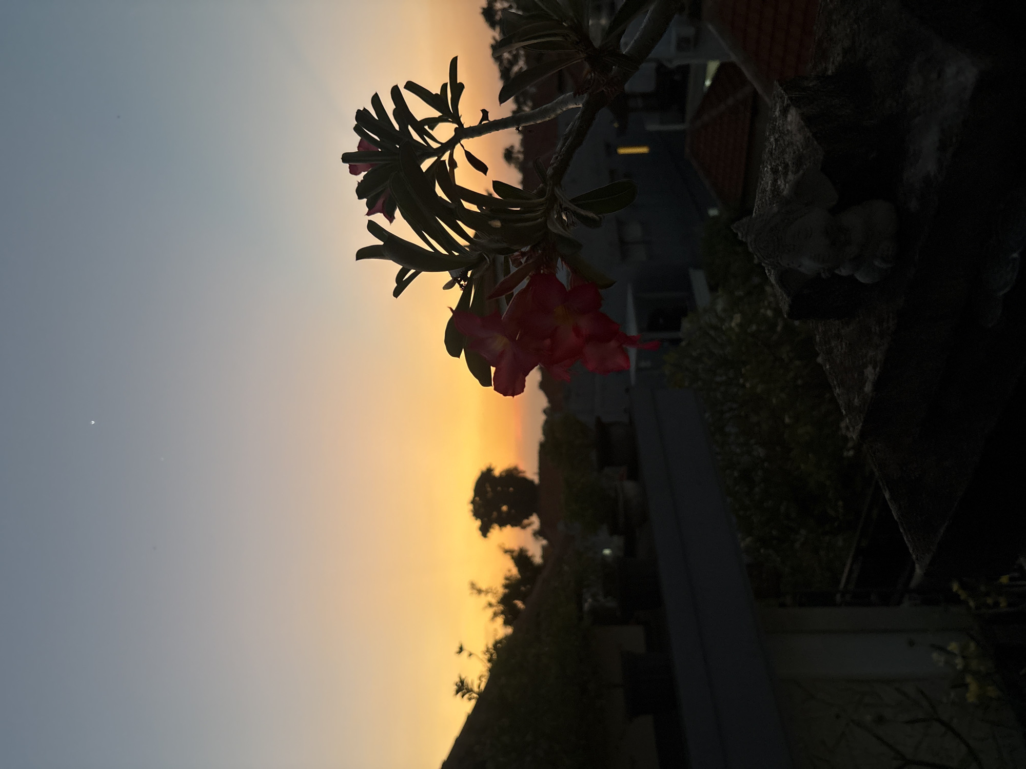 The image depicts a twilight scene, likely in a residential area. The sky transitions from a pale orange hue near the horizon to a soft blue at the top, with a faint crescent moon and a bright star visible. In the foreground, a silhouette of a flowering branch with pink blossoms is prominent, obscuring some of the background. Below this, the rooftops of several buildings, some with visible trees and potted plants on them, are silhouetted against the sky. A small, light-colored statue, possibly an elephant, is visible on a dark, textured surface in the lower right corner. The overall impression is one of a quiet, serene evening in an urban or suburban setting.