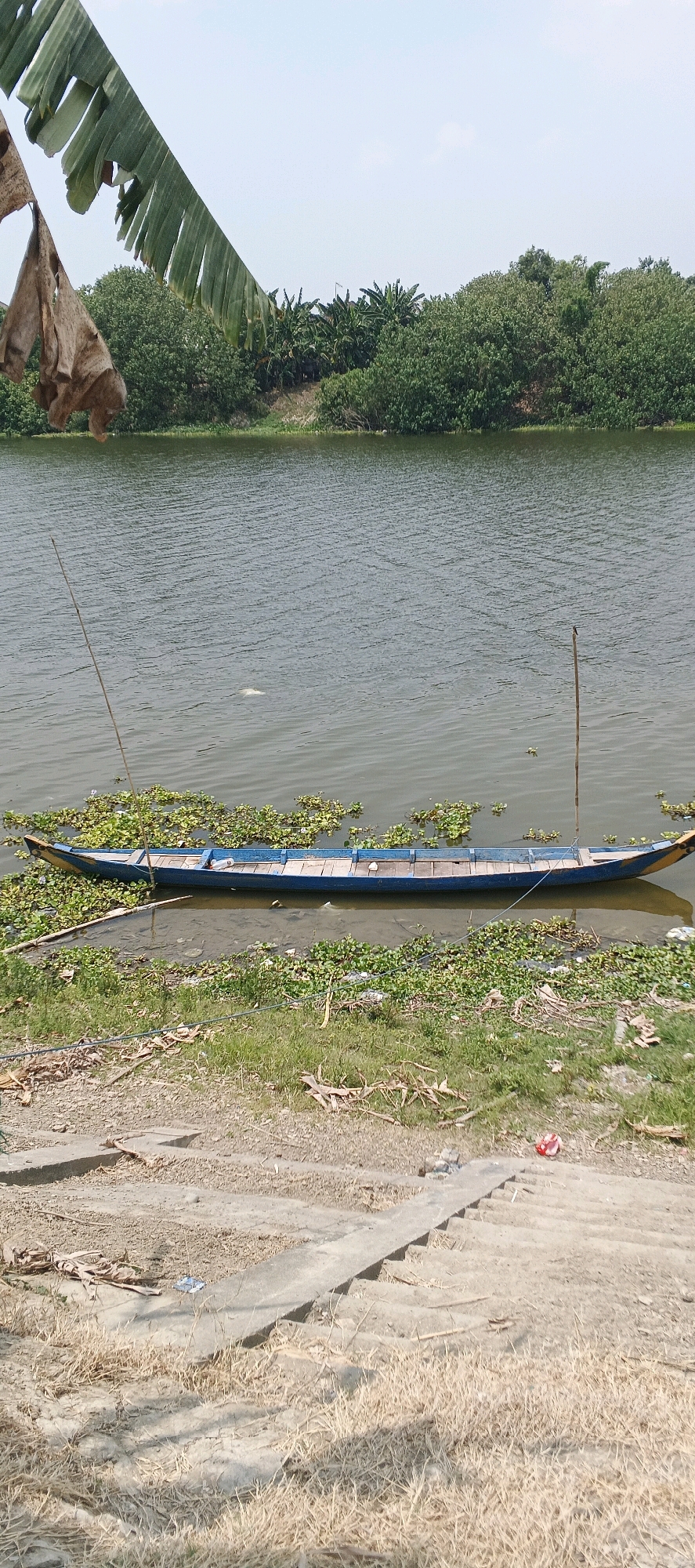 An overhead view of a long, blue, wooden boat is captured in this vertical, eye-level shot. The boat rests in shallow, murky water near the grassy bank of a river. Scattered water plants float on the surface, with some encroaching on the boat's hull. Two thin wooden poles stand vertically in the water, one to the left and one to the right of the boat, likely serving as moorings. The riverbank is lined with thick green vegetation, and beyond that, a dense forest of trees stretches across the horizon under a pale blue sky. In the foreground, a concrete structure with steps leads down to the water's edge, and dry, light-colored grass covers the ground. A few pieces of debris, including a red plastic bottle, are visible on the bank and near the concrete structure. The overall scene depicts a tranquil, natural setting with signs of human presence. This location is identified as Parengan, Indonesia.