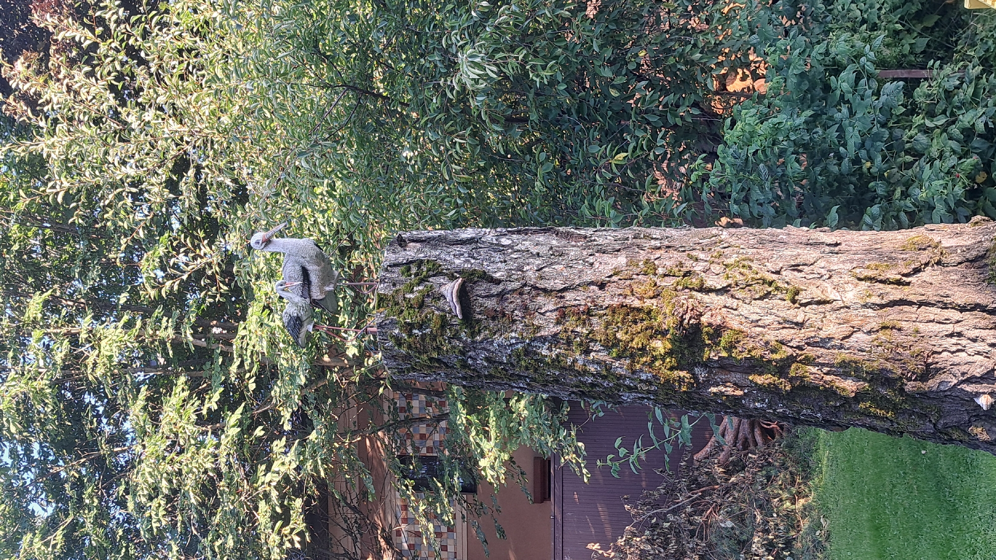 The image shows a tree stump with two stork figures on top, situated in a garden with lush green foliage and trees. A building with a tiled facade is visible in the background. A bracket fungus is growing on the side of the tree stump. The scene appears to be outdoors during daylight. The location is identified as the city of Korolyov, Russia.