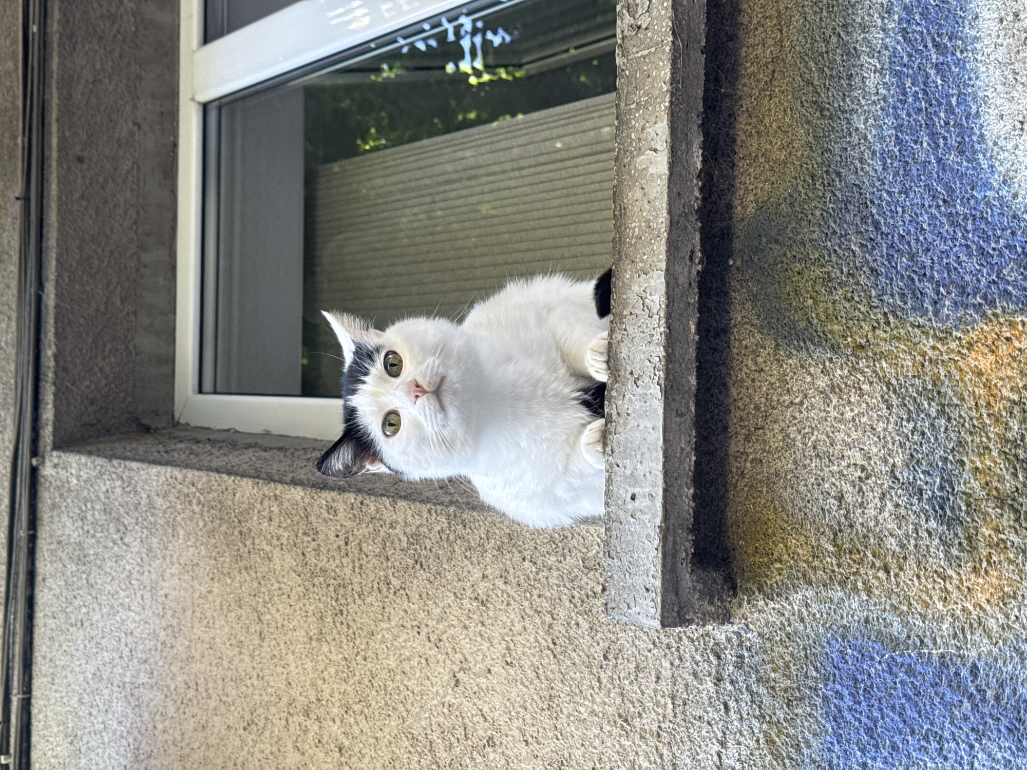 A white cat with black markings is peering out of a window in Sofia, Bulgaria. The window frame is white, and the surrounding wall is concrete with patches of blue and yellow paint. Cables are visible on the left side of the window.