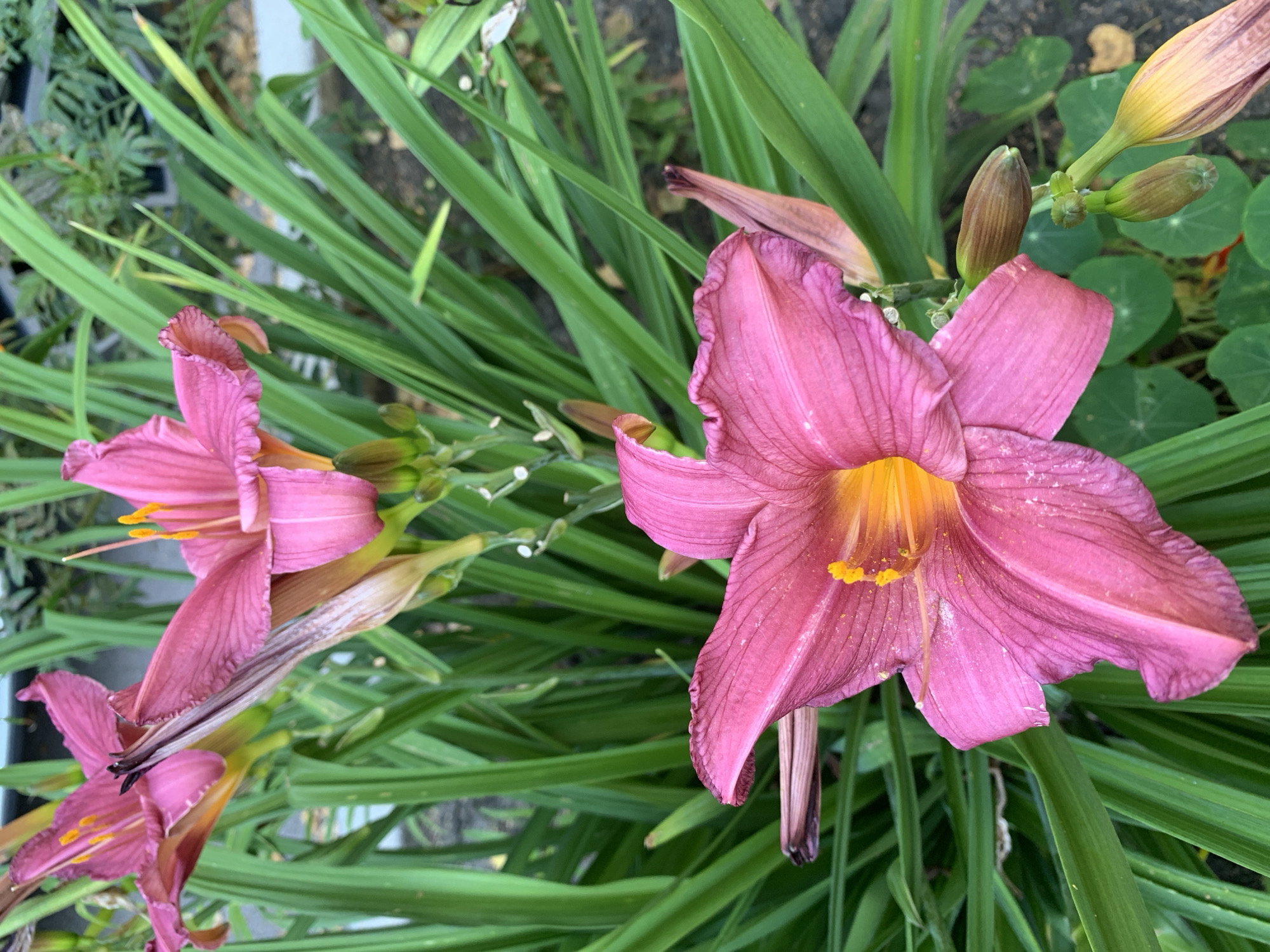 A close-up, eye-level shot captures a cluster of pink daylilies blooming in what appears to be a garden or park. The foreground is dominated by a large, fully open pink lily with a vibrant orange-yellow center. Its delicate petals are slightly ruffled and show fine texture. To the upper left, another, slightly smaller pink lily is partially visible, also in bloom. Behind and between the flowers, lush green, blade-like leaves of the daylily plants create a dense backdrop. Several unopened buds, elongated and brownish-green, are scattered throughout the foliage, hinting at future blooms. The ground beneath the plants is out of focus, appearing as dark soil with some scattered green foliage and small, round leaves. The lighting suggests an overcast day or late afternoon sun, casting soft shadows. There are no people or animals visible in the frame. The overall scene evokes a sense of natural beauty and the peak of summer bloom. The image does not contain any specific geographical markers that would allow for precise identification of its location within the city of Prokopyevsk, Russia.