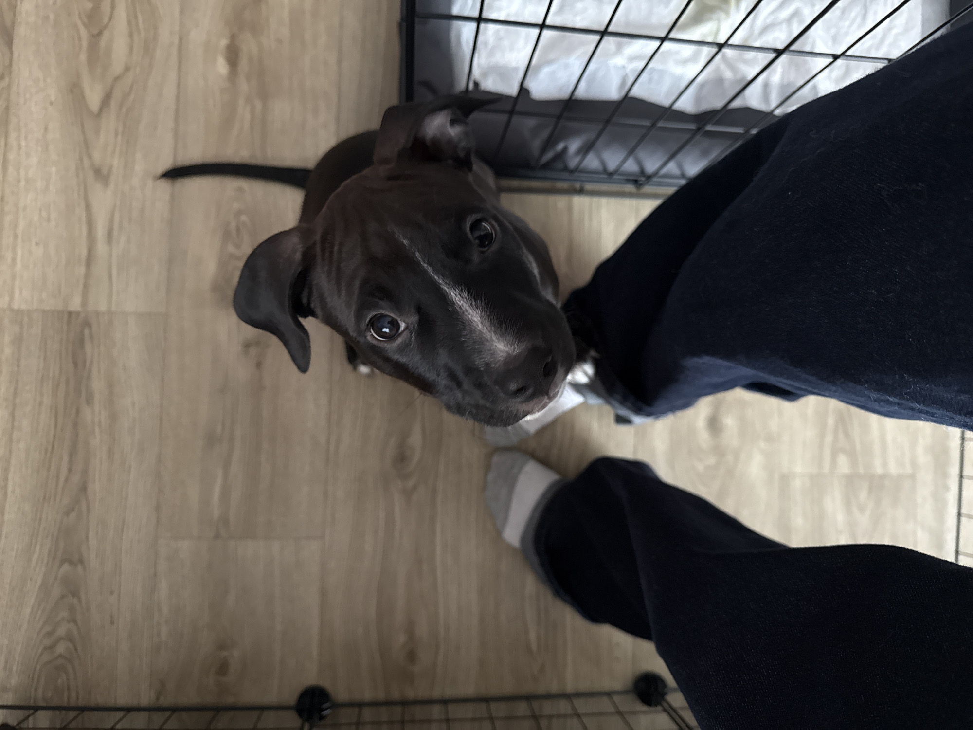 A dark-colored puppy, possibly a Staffordshire Bull Terrier or a similar breed, looks up with an attentive expression from a light wood-grain floor. The puppy has dark fur with a distinctive white blaze running down its snout and forehead, dark, expressive eyes, and floppy ears. Its thin, dark tail is visible extended on the floor to the left.
The lower legs and feet of a person are visible on the right side of the frame, wearing dark blue pants or jeans and light gray and white striped socks. The person appears to be standing near the puppy. In the background, part of a black wire dog crate or playpen is visible, with some white bedding or lining inside.
The scene takes place indoors, likely a home, with the puppy seemingly seeking attention or interaction from the person. The lighting suggests it is daytime. There is no visible text. The location context provided is Lobanovo, Russia, though the image itself does not contain specific visual cues to identify this.